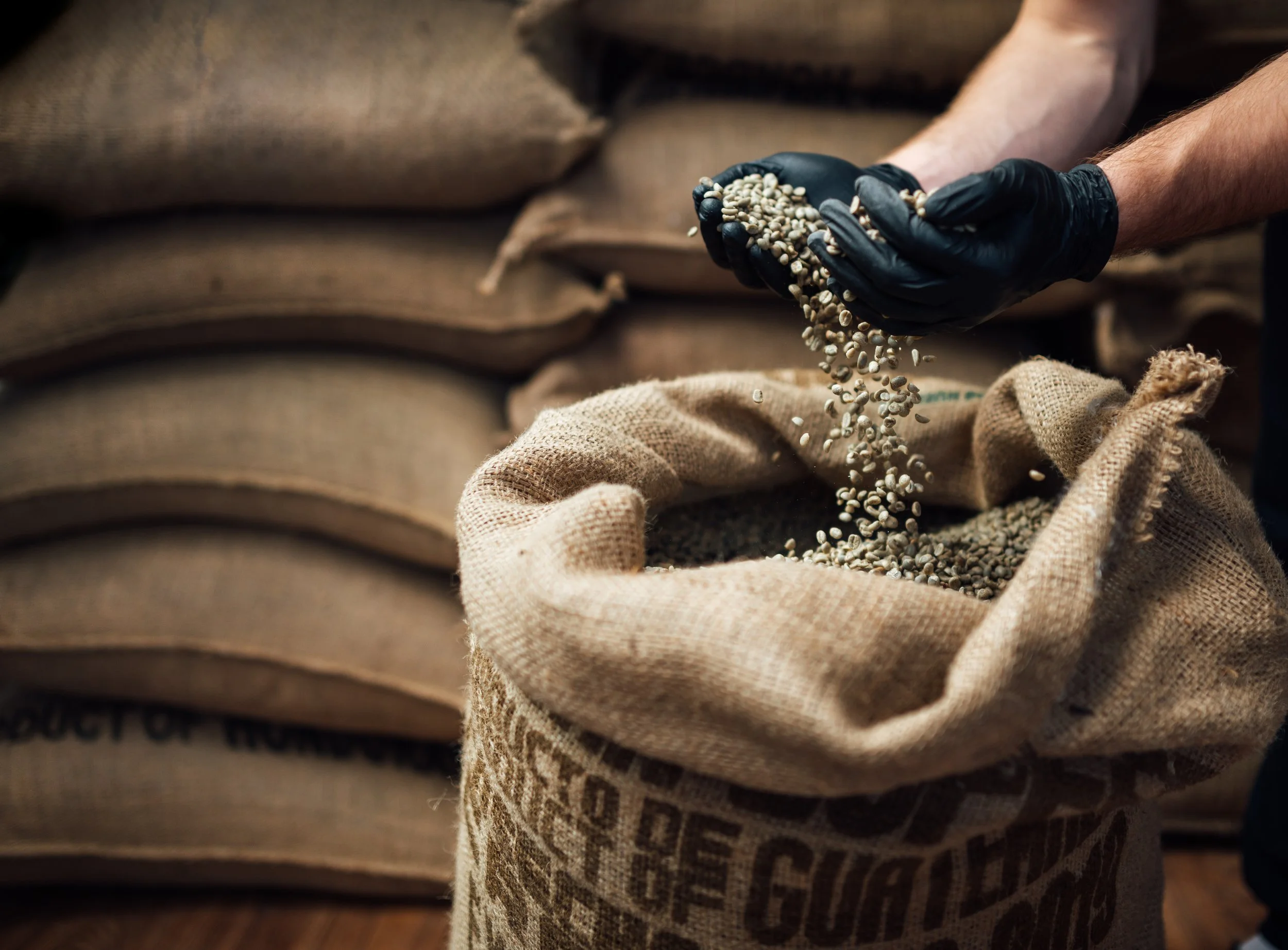 A person wearing black gloves holding popcorn kernels over a burlap sack, with more burlap sacks in the background.