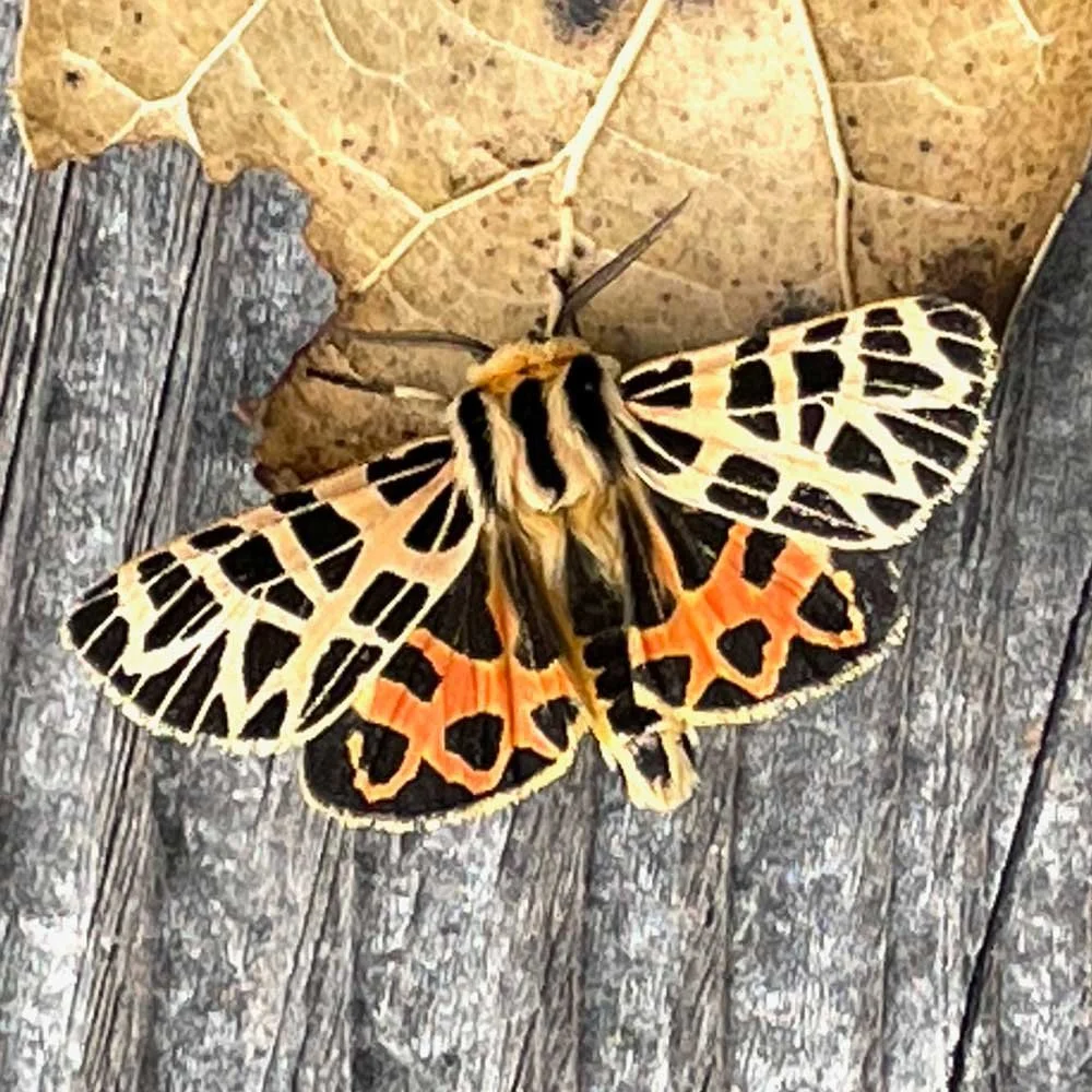 Apantesis ornata 
2022
Photo: Mary Burger, Pond Farm, Austin Creek State Natural Reserve