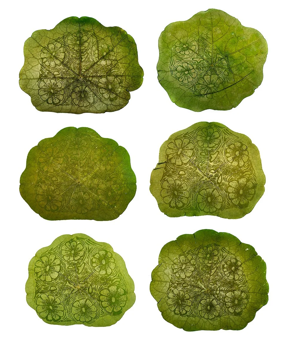 Transplant: Islets of Langerhans.
Selected prints. 2012, chlorophyll prints from hand-drawn negatives on nasturtium leaves.