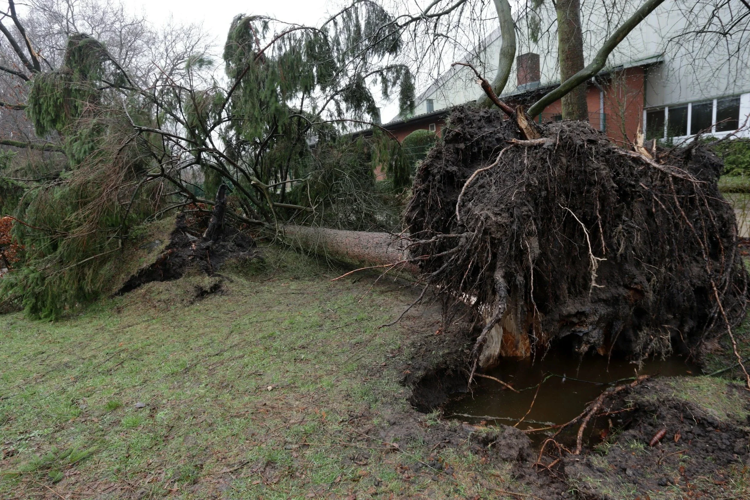 Emergency tree service in Puyallup WA removing fallen tree after storm