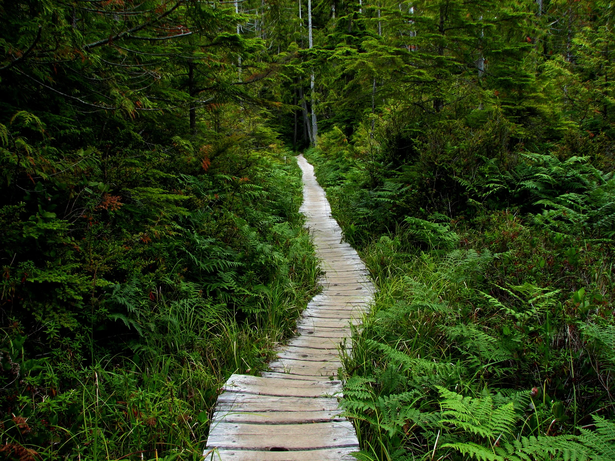 A narrow wooden trail through dense green forest with lush ferns and trees.