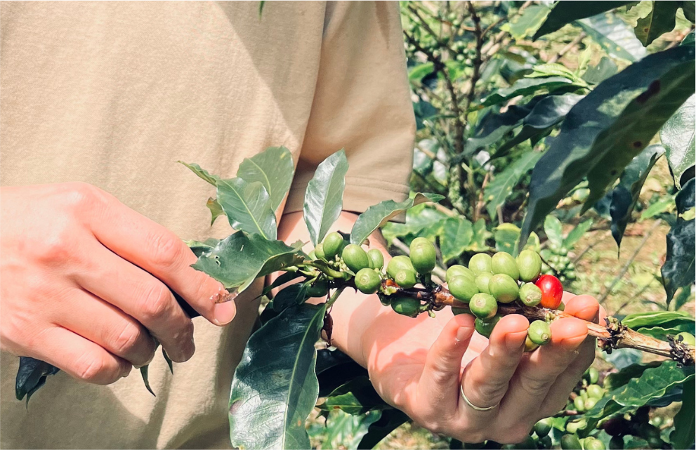 Person holding a coffee branch with green and one ripe red coffee cherry in an outdoor setting.