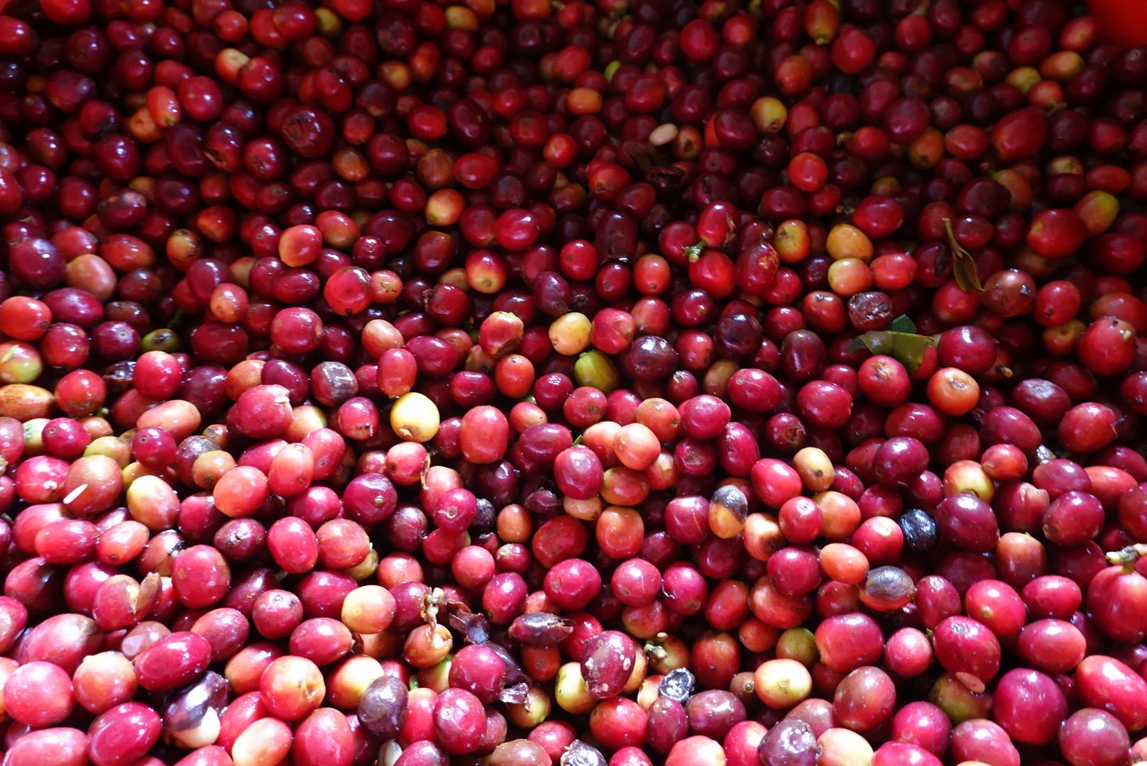 Close-up of numerous fresh red and green coffee cherries.