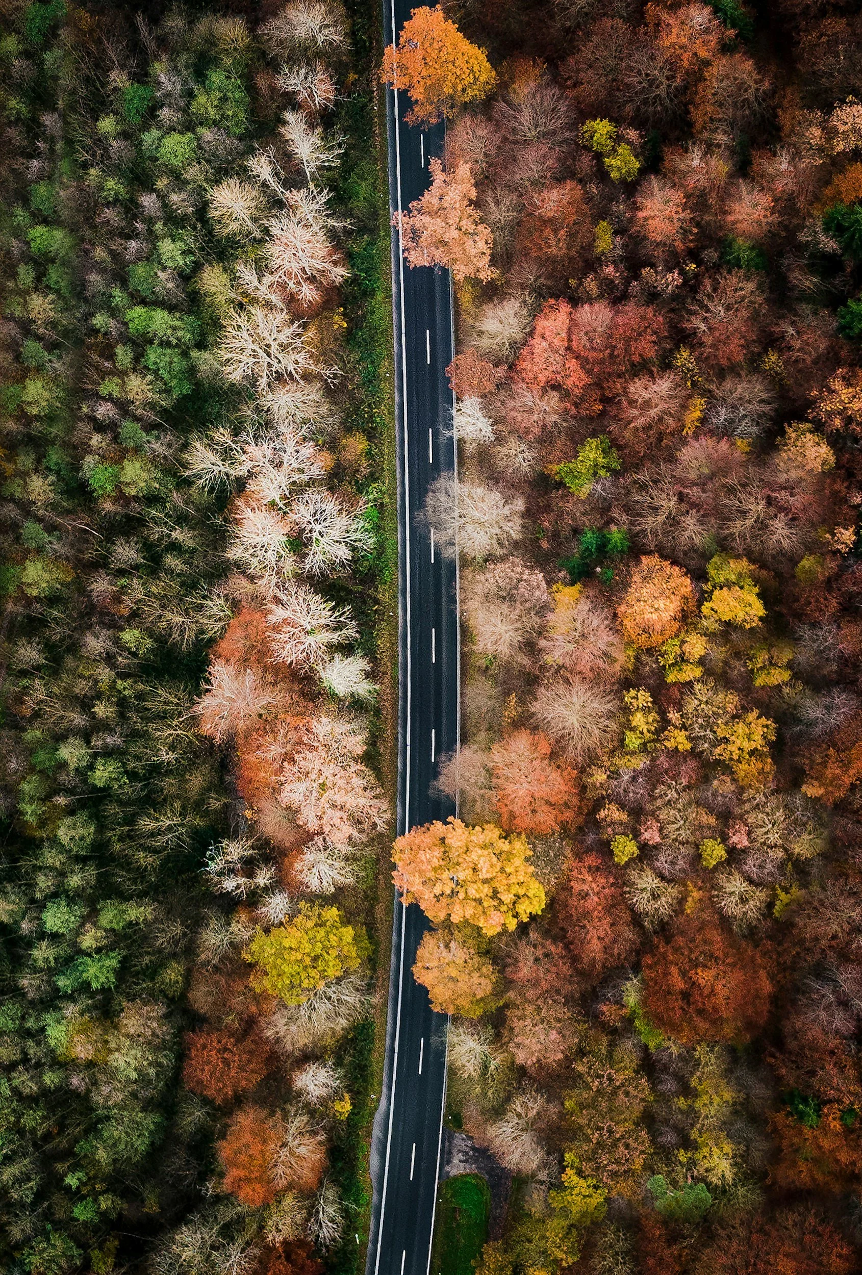 An aerial view of a narrow paved road running through a forest with trees showing fall colors including orange, yellow, green, and brown.