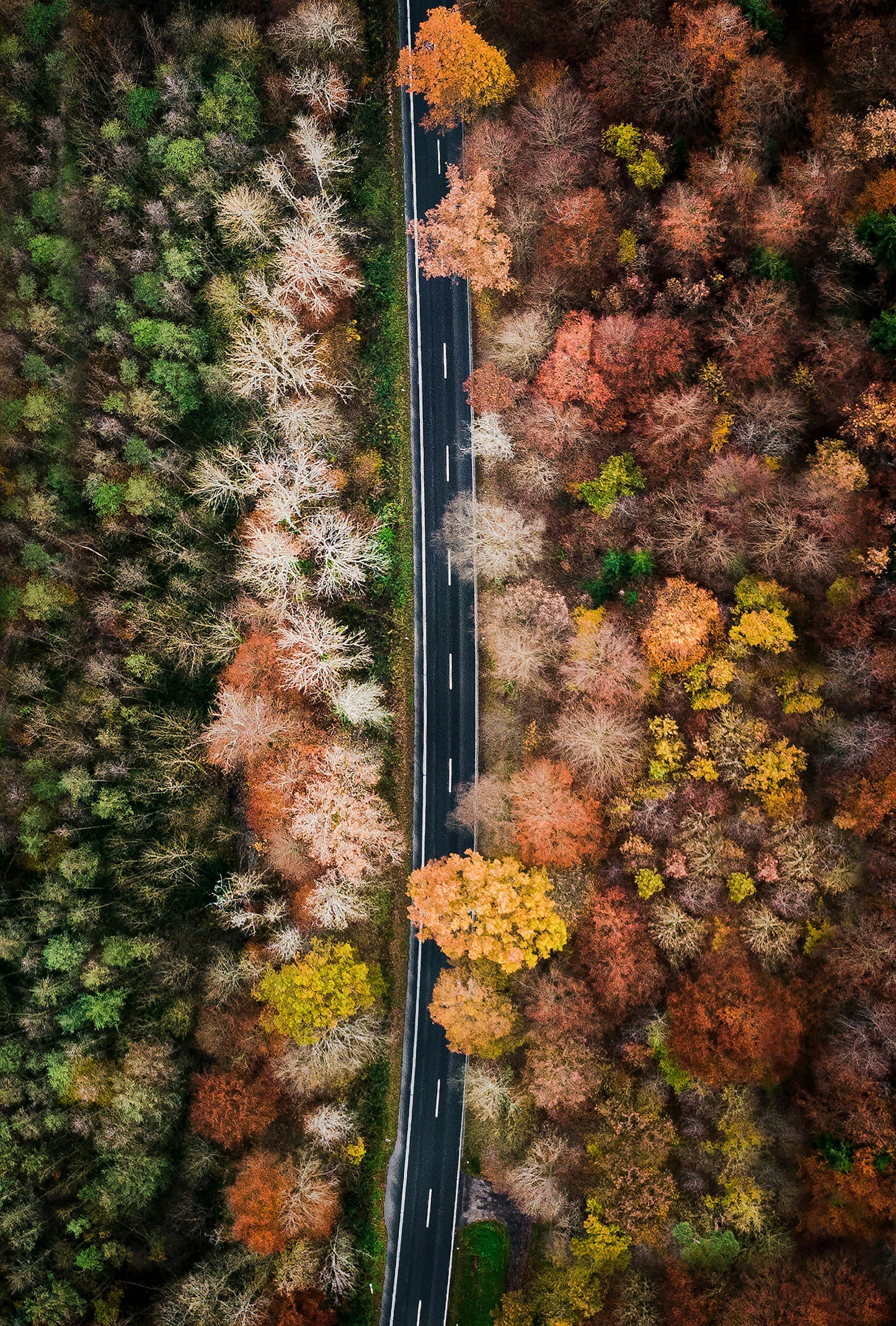 aerial photo of narrow road with dense trees on either side the trees are changing colors due to the fall