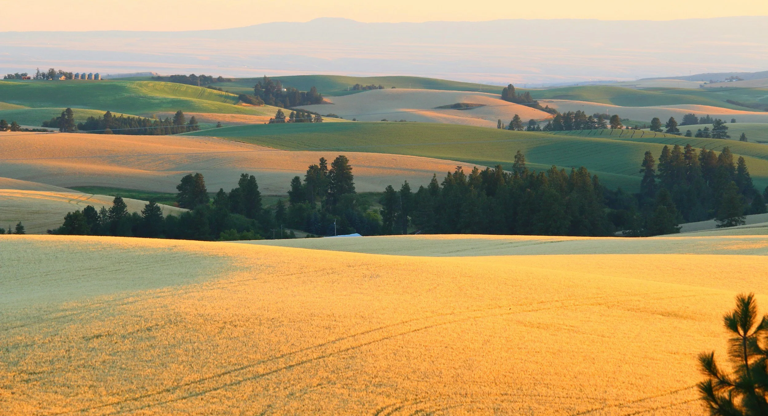 vast farmland under a golden sky shades of green to light yellow colored grass blow in the wind trees scattered near the homes and barnes