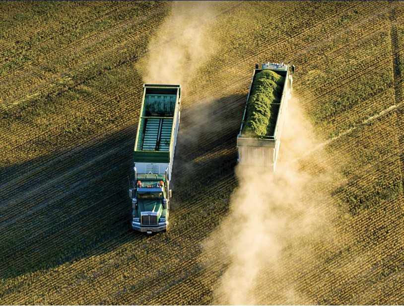 Two large green harvest trucks in a field, collecting crops and kicking up dust as they move.