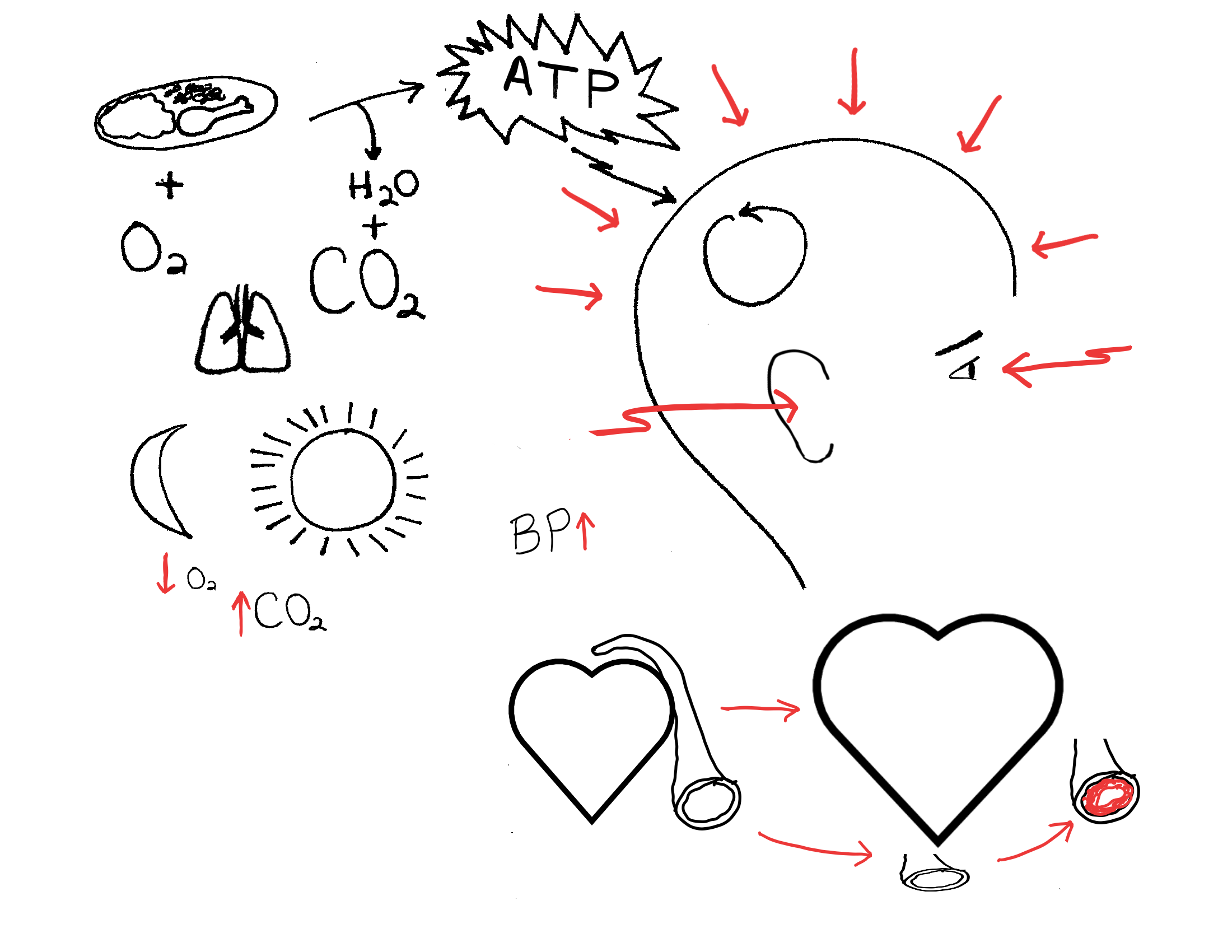 A diagram illustrating cellular respiration and cardiovascular involvement, showing mitochondria, oxygen intake, carbon dioxide release, ATP production, blood pressure, and heart functions.