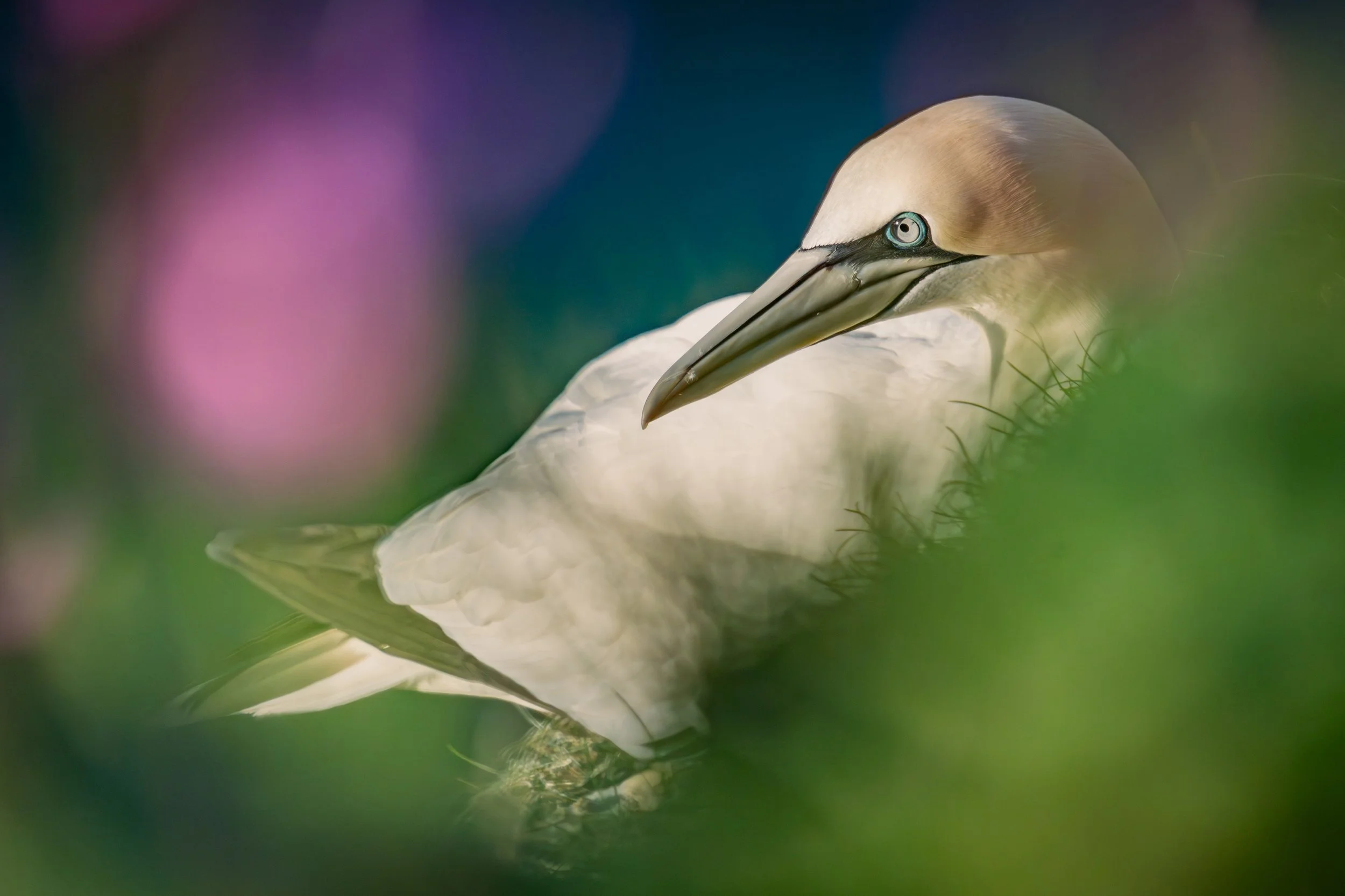 How to Find the Best Wildlife Photography Locations 