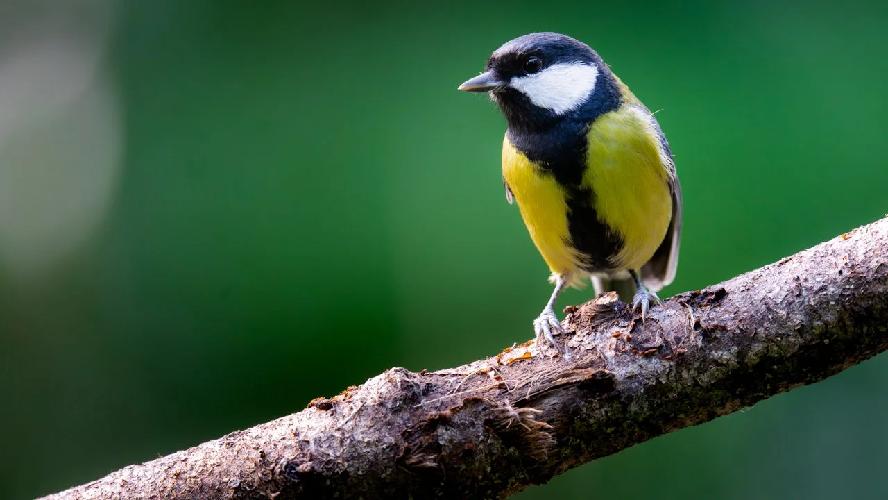 How to Get Sharp Photos of Small Birds (3 Simple Wildlife Photography Tips)