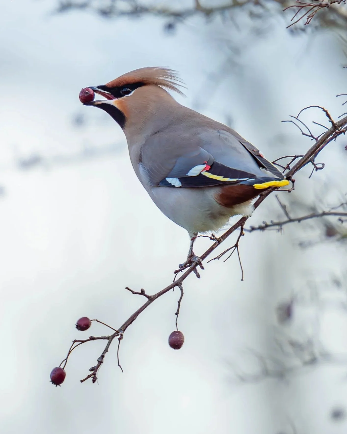 A bird perched on a branch with berries, holding a berry in its beak.