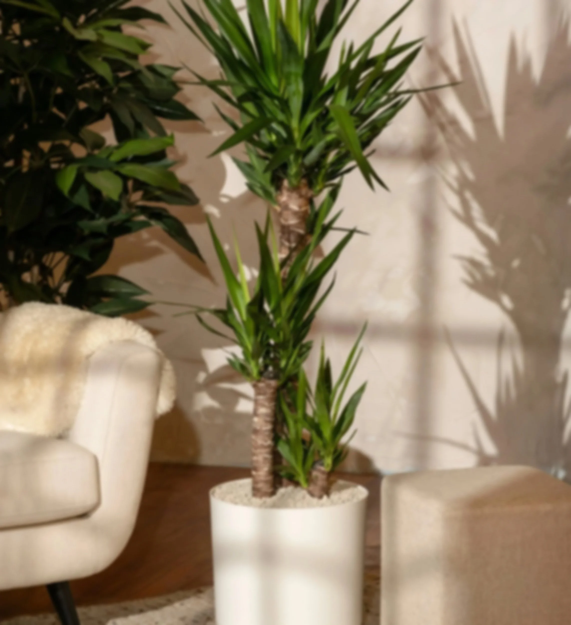 Tall potted indoor plant with long green leaves and textured trunks, placed on a wooden surface beside a beige armchair with a plush cushion and a light-colored pouf.