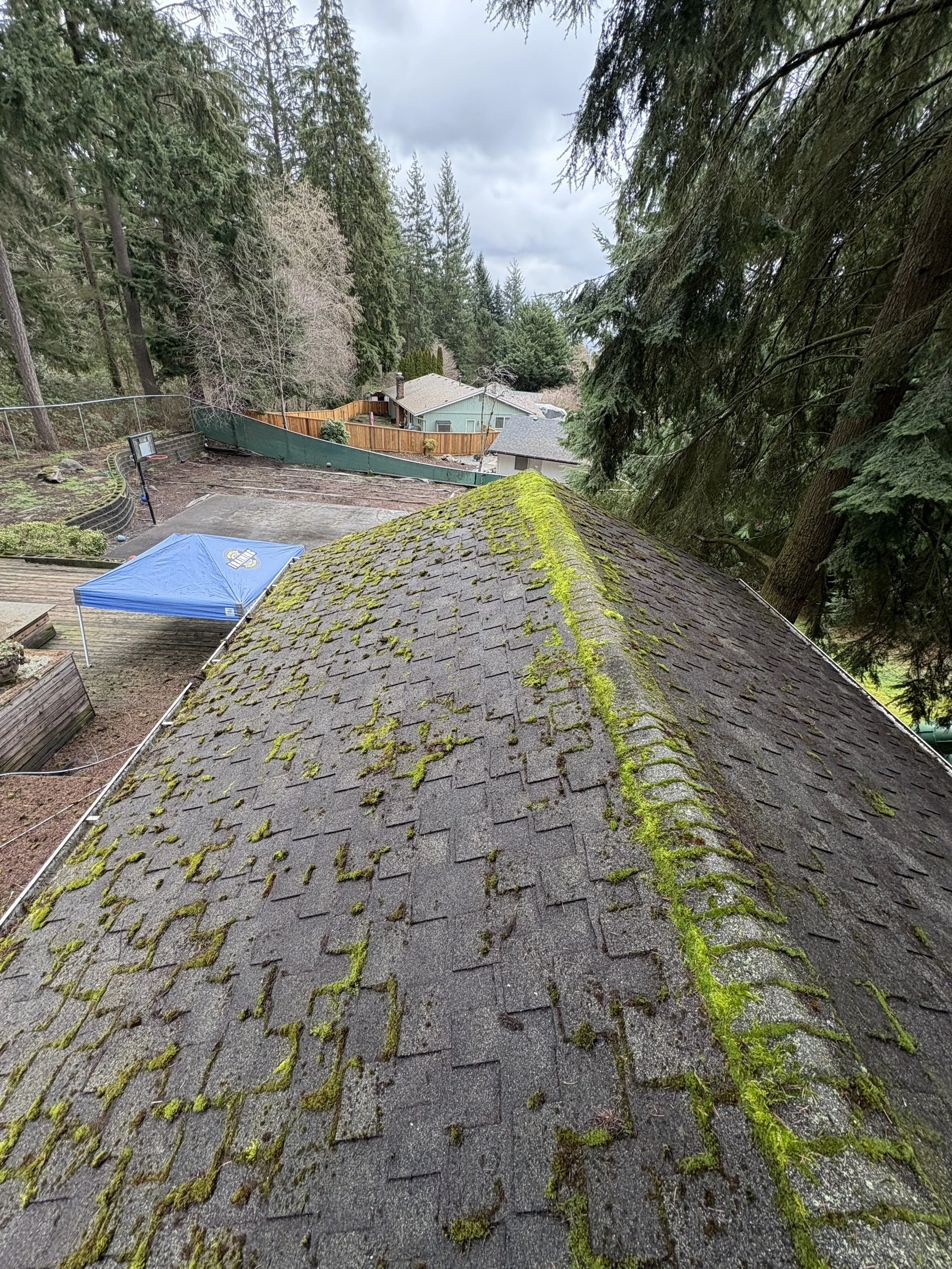 Roof Cleaning