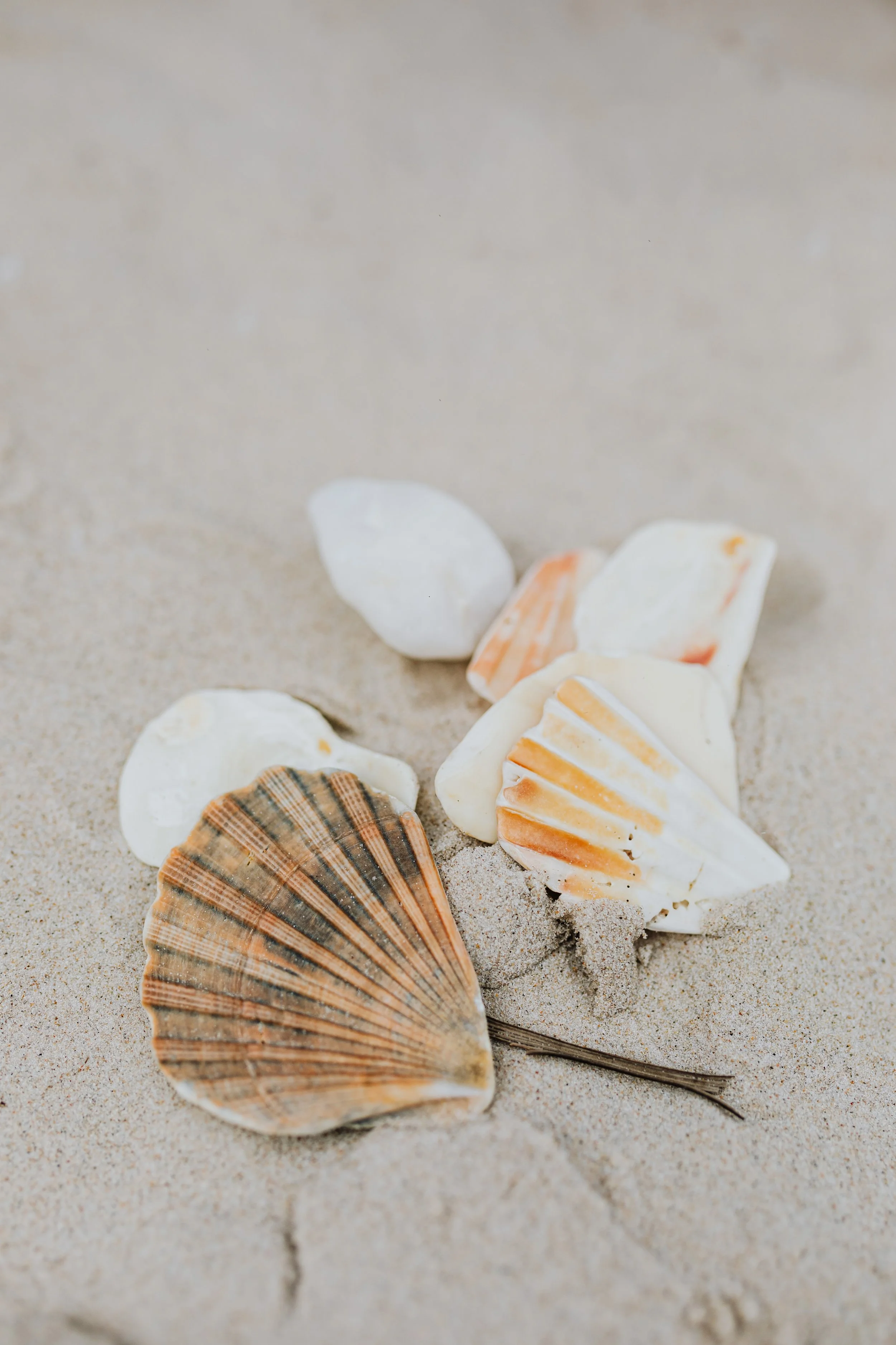 Various seashells on sandy beach with a crack in the sand.