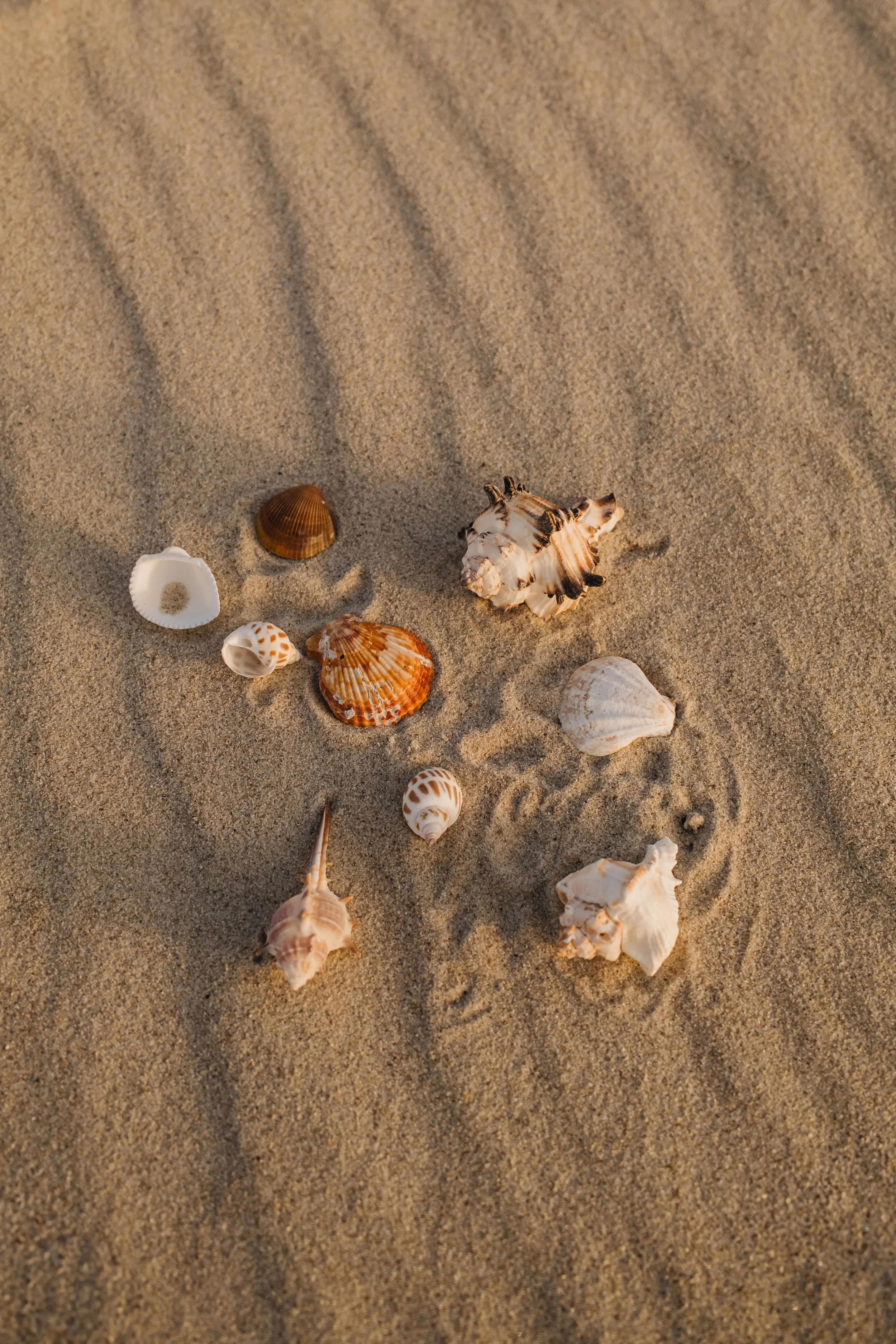 Various seashells scattered on sandy beach with rippled sand patterns.