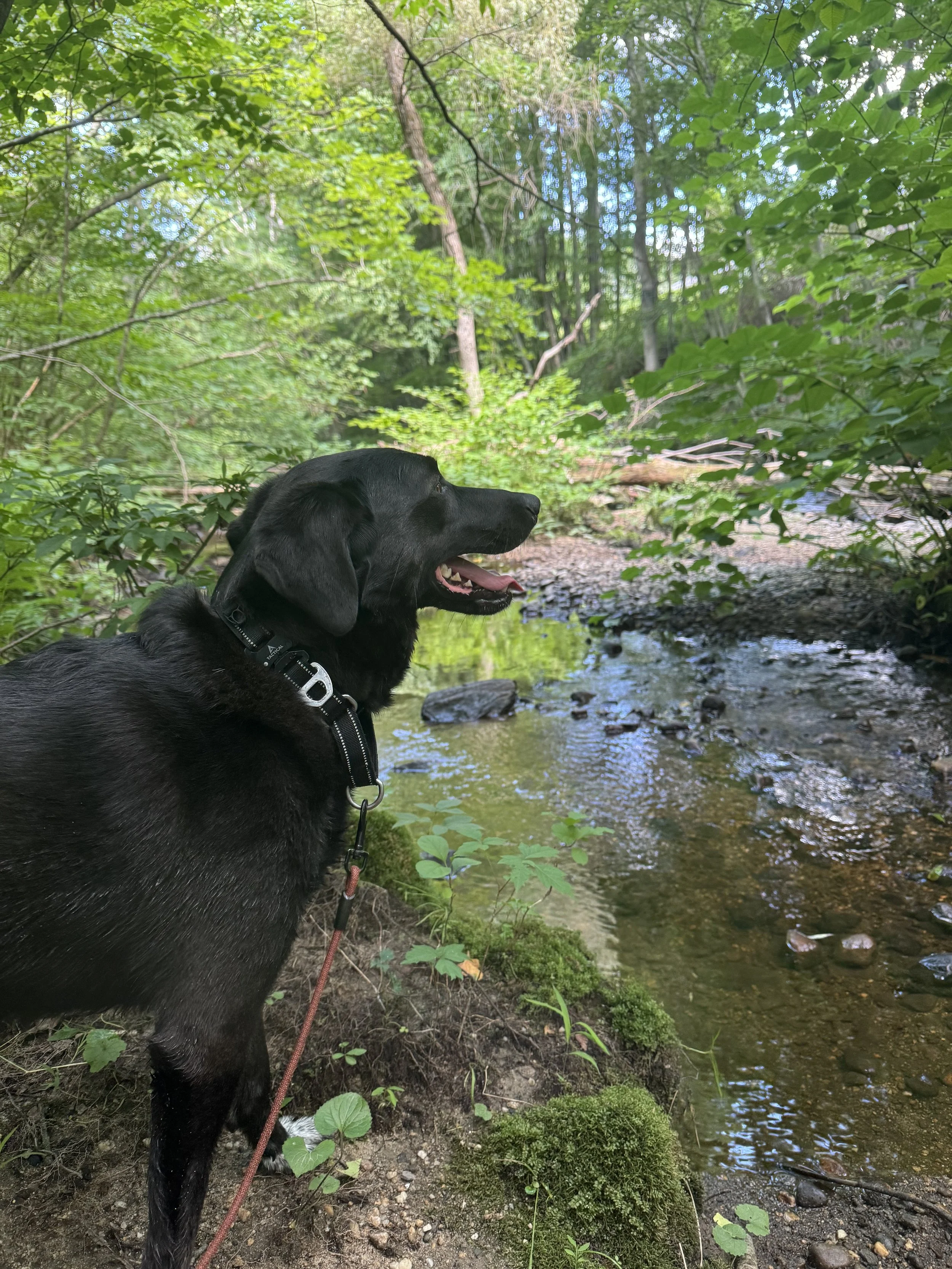 A black dog with a collar standing near a creek in a lush green forest, looking towards the water.