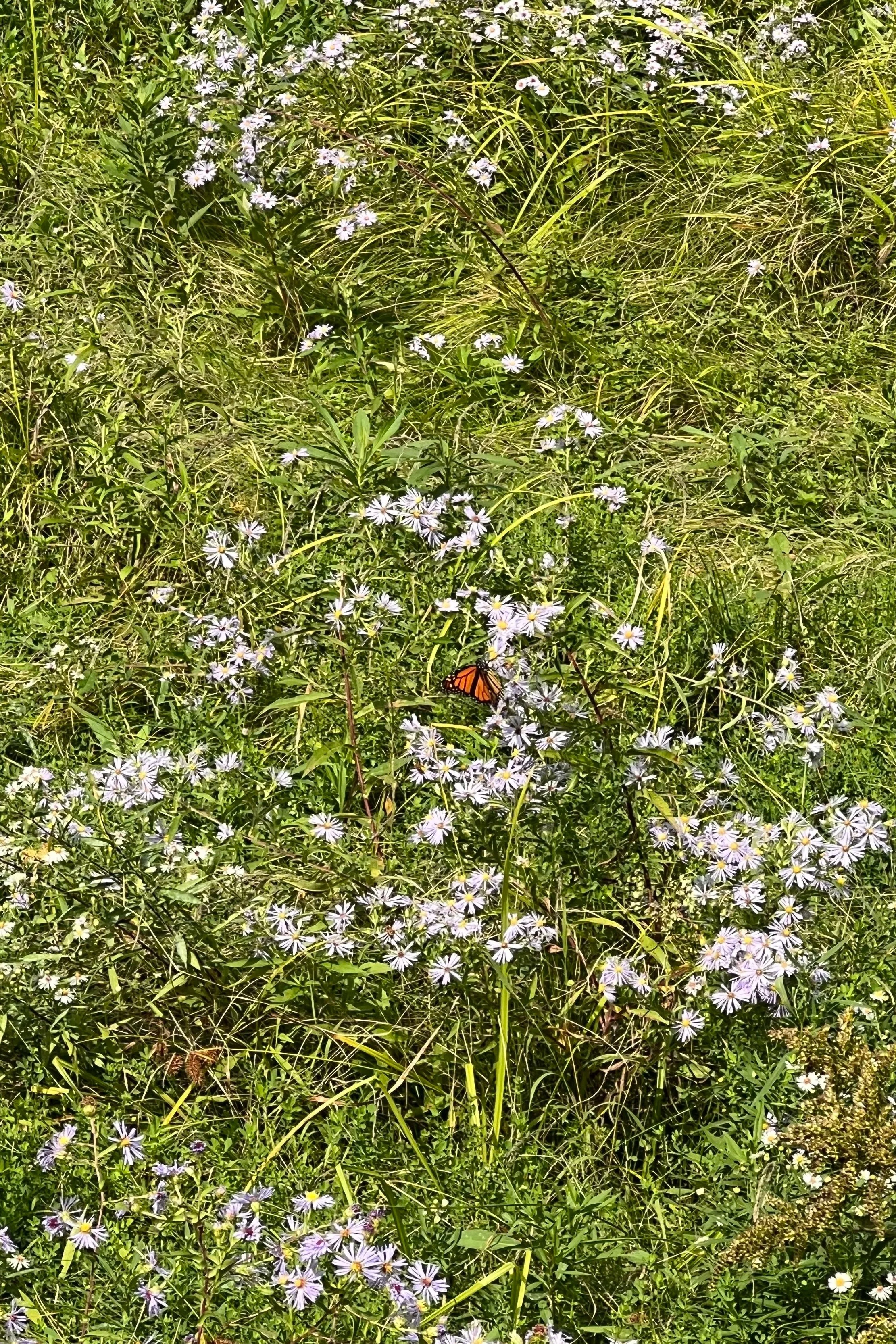 Wildflowers and grass in a natural meadow, with a Monarch butterfly resting on a flower.