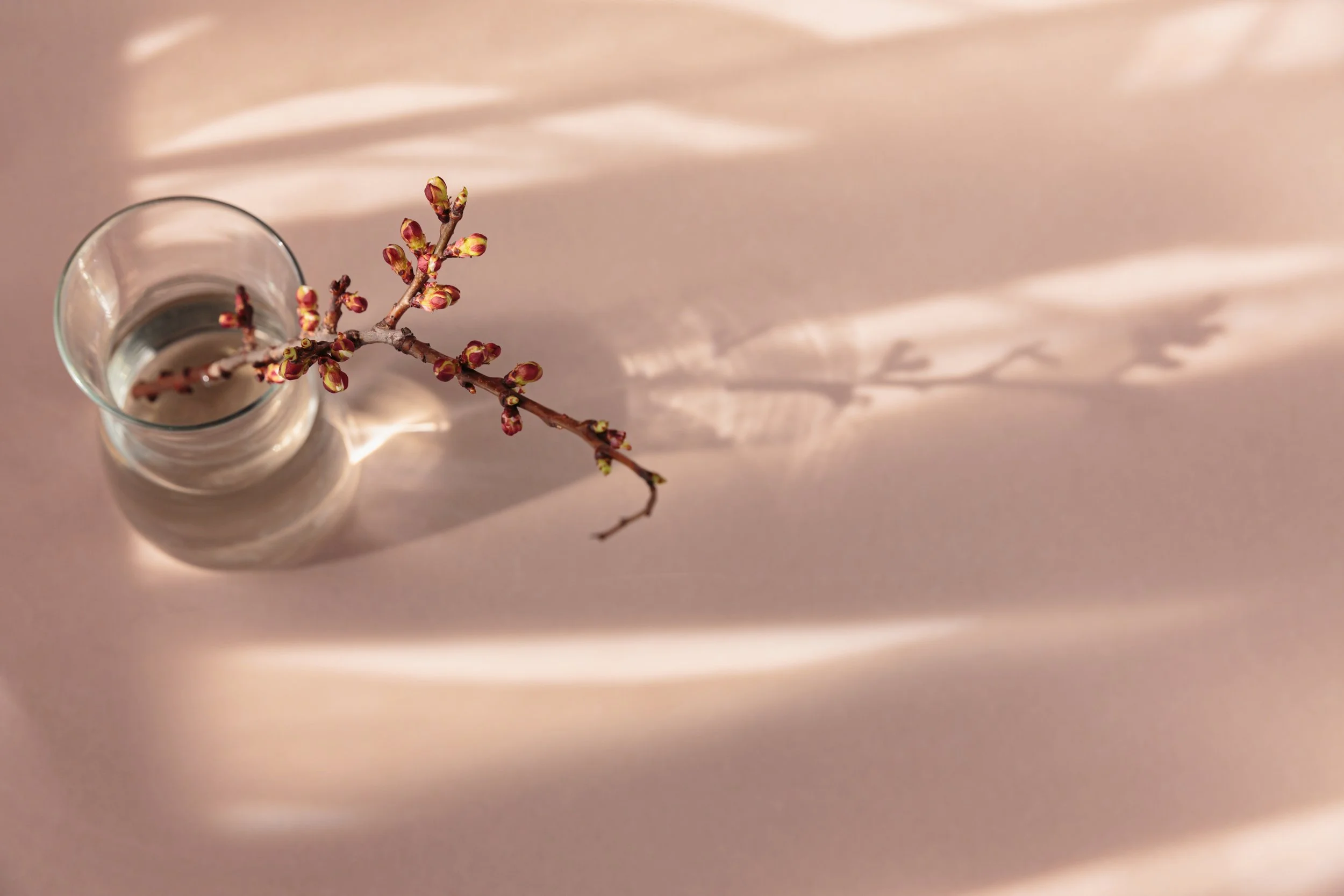 A small branch with pink and green buds inside a clear glass vase, with a soft shadow cast on a light pink surface.