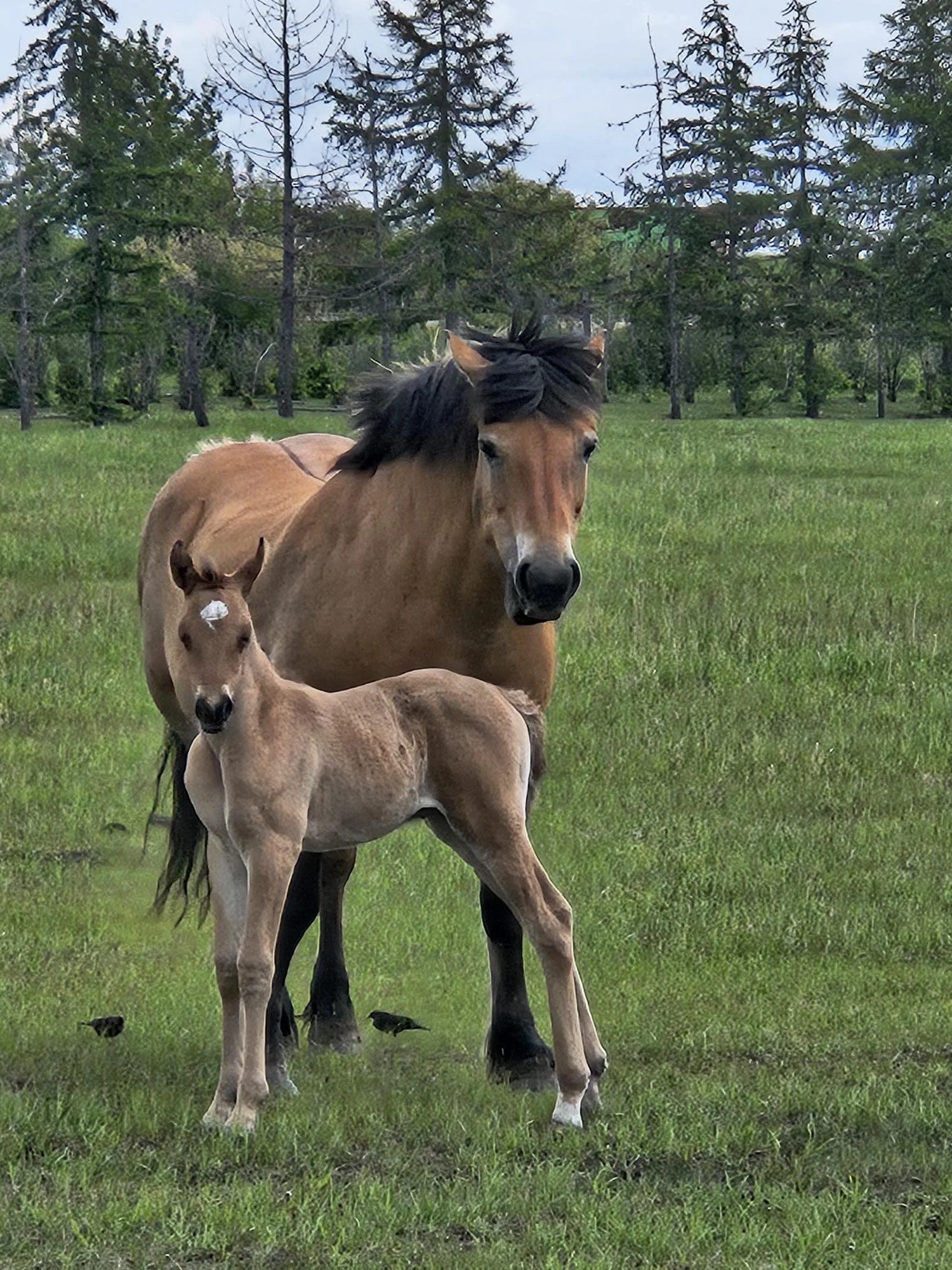 horseback