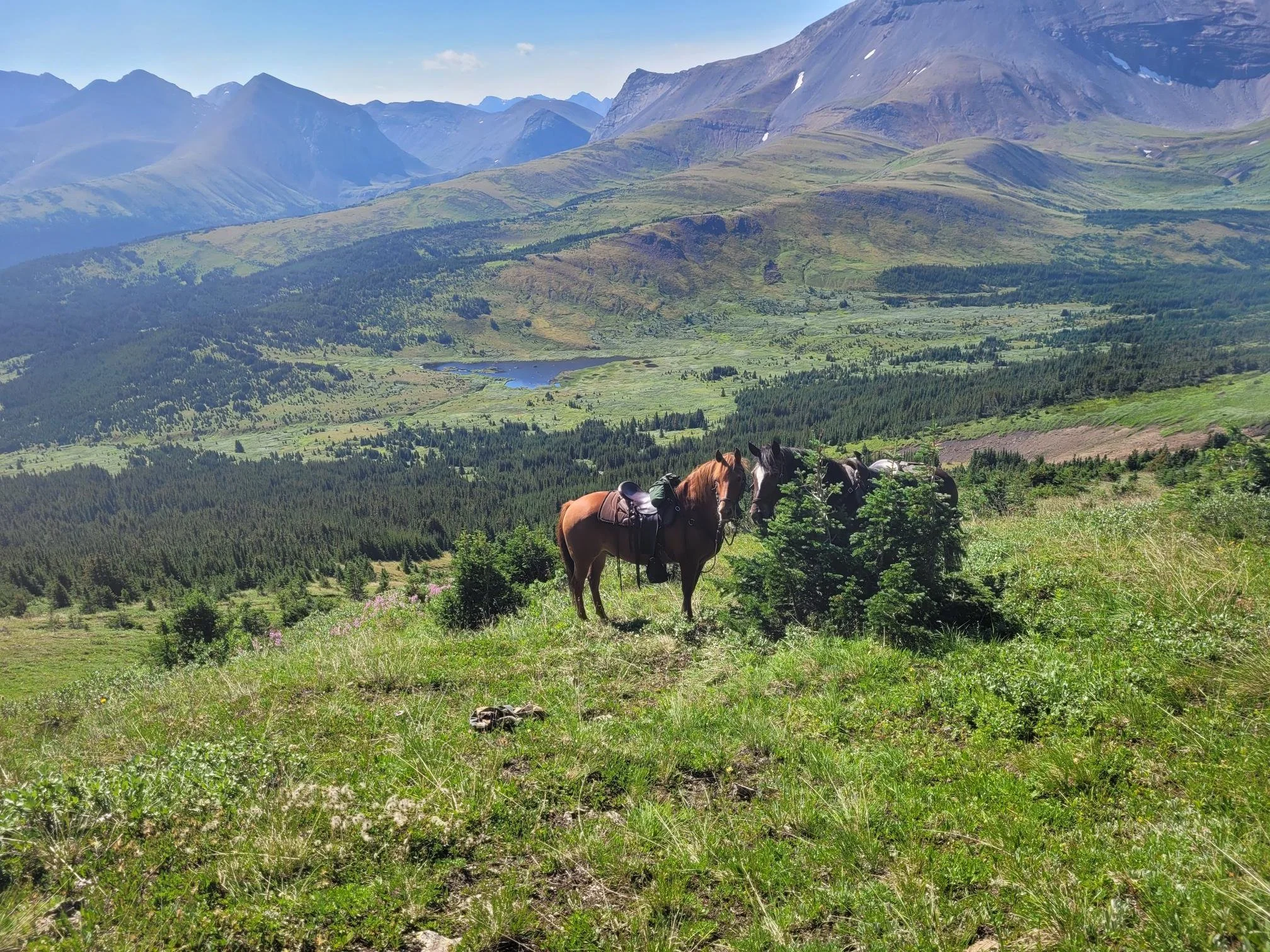 equine services