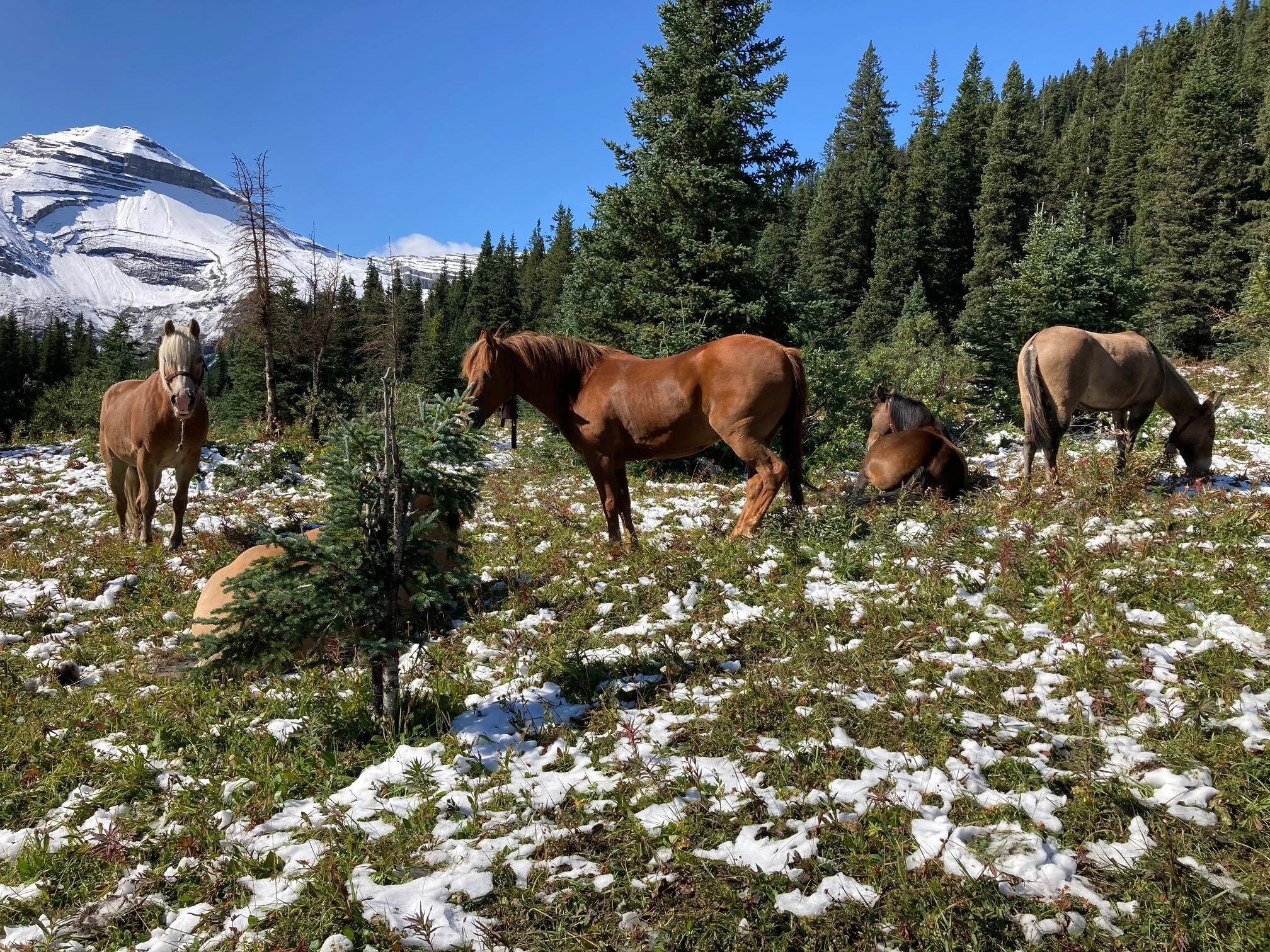 grande prairie pack trips