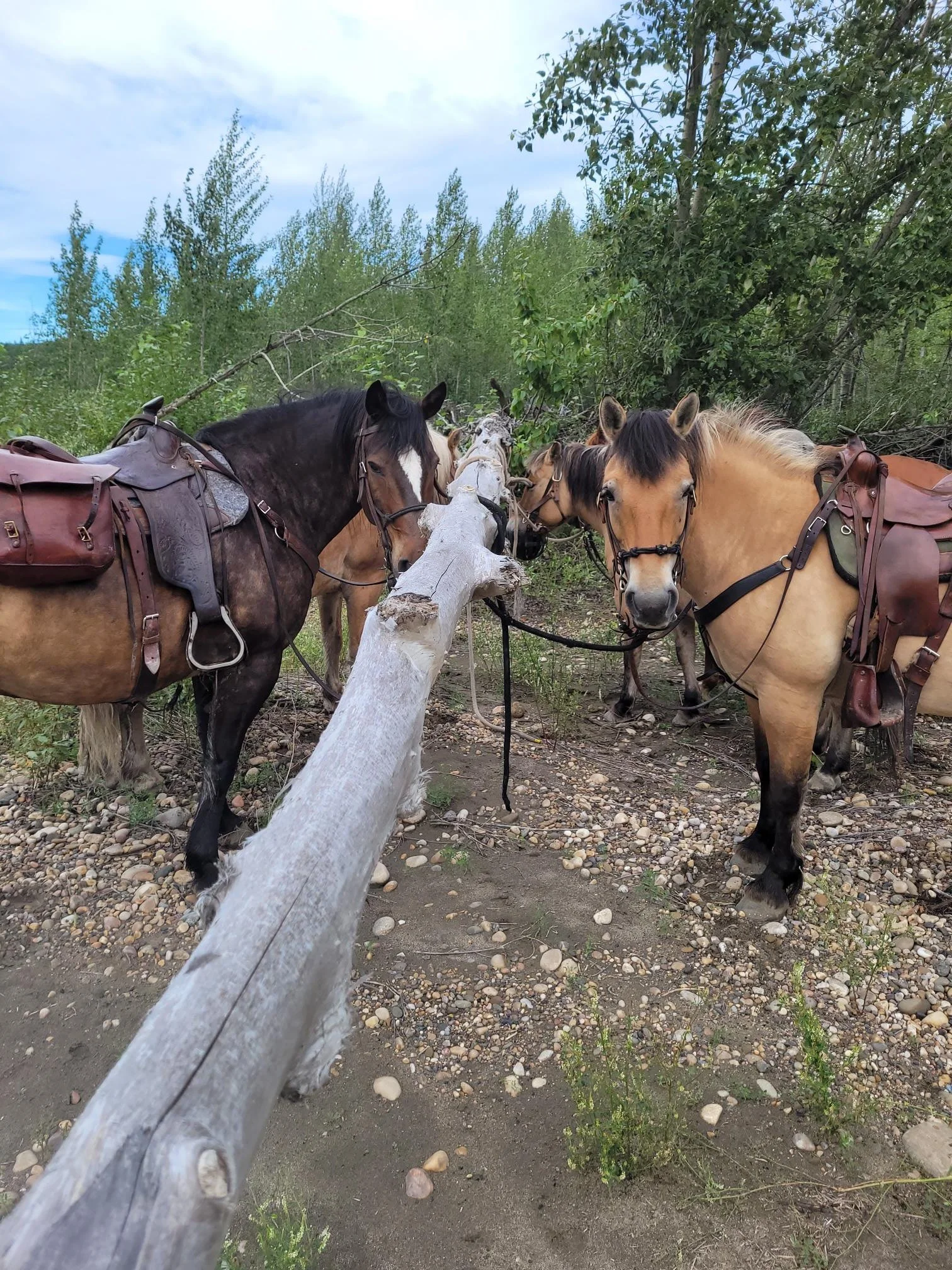 horse outfitter
