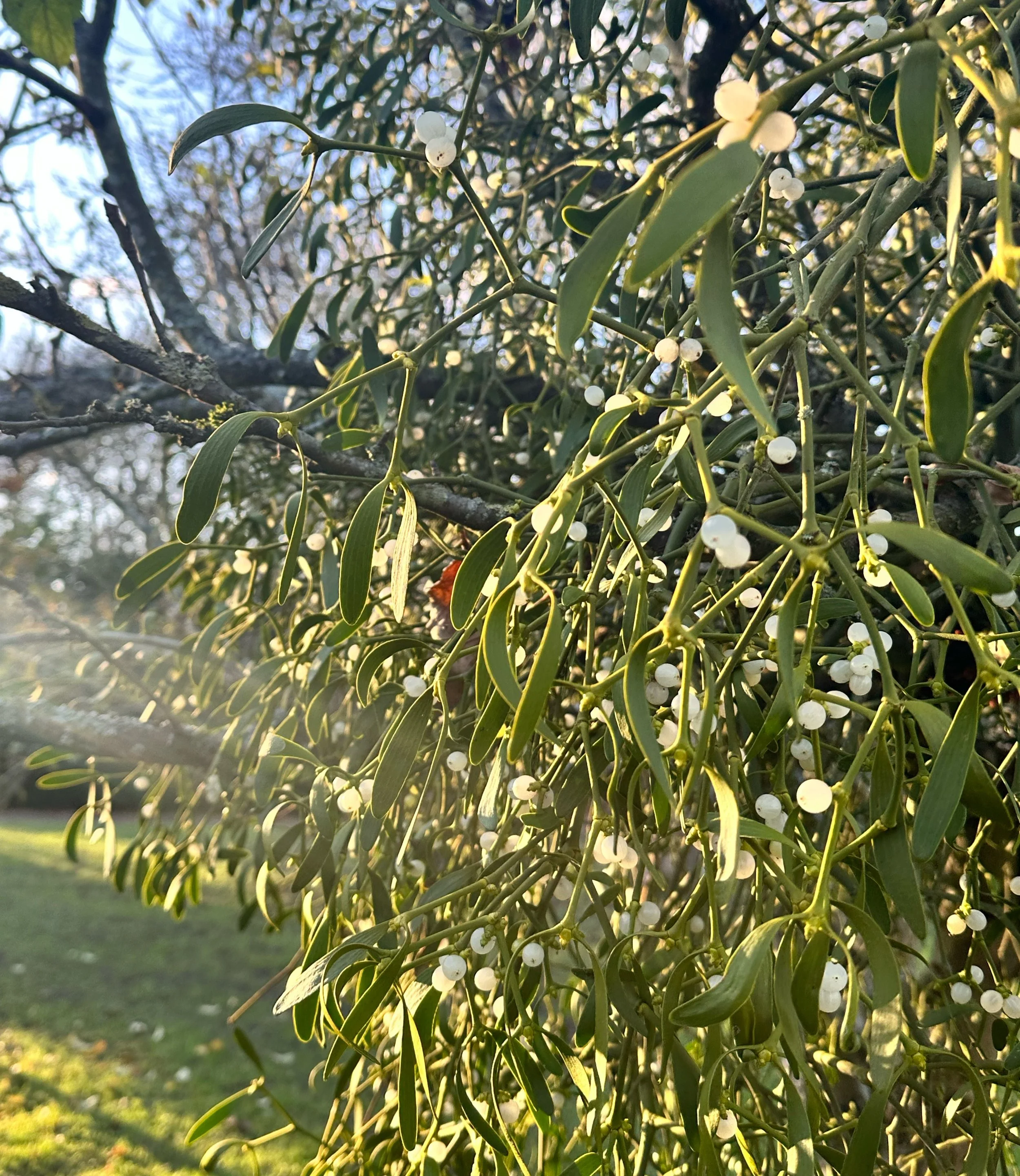Close-up of a mistletoe with green leaves and small white berries, illuminated by sunlight with a blurred background of grass and trees.