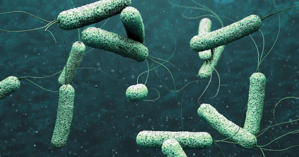 Microscopic view of bacteria with elongated, rod-shaped bodies and flagella.