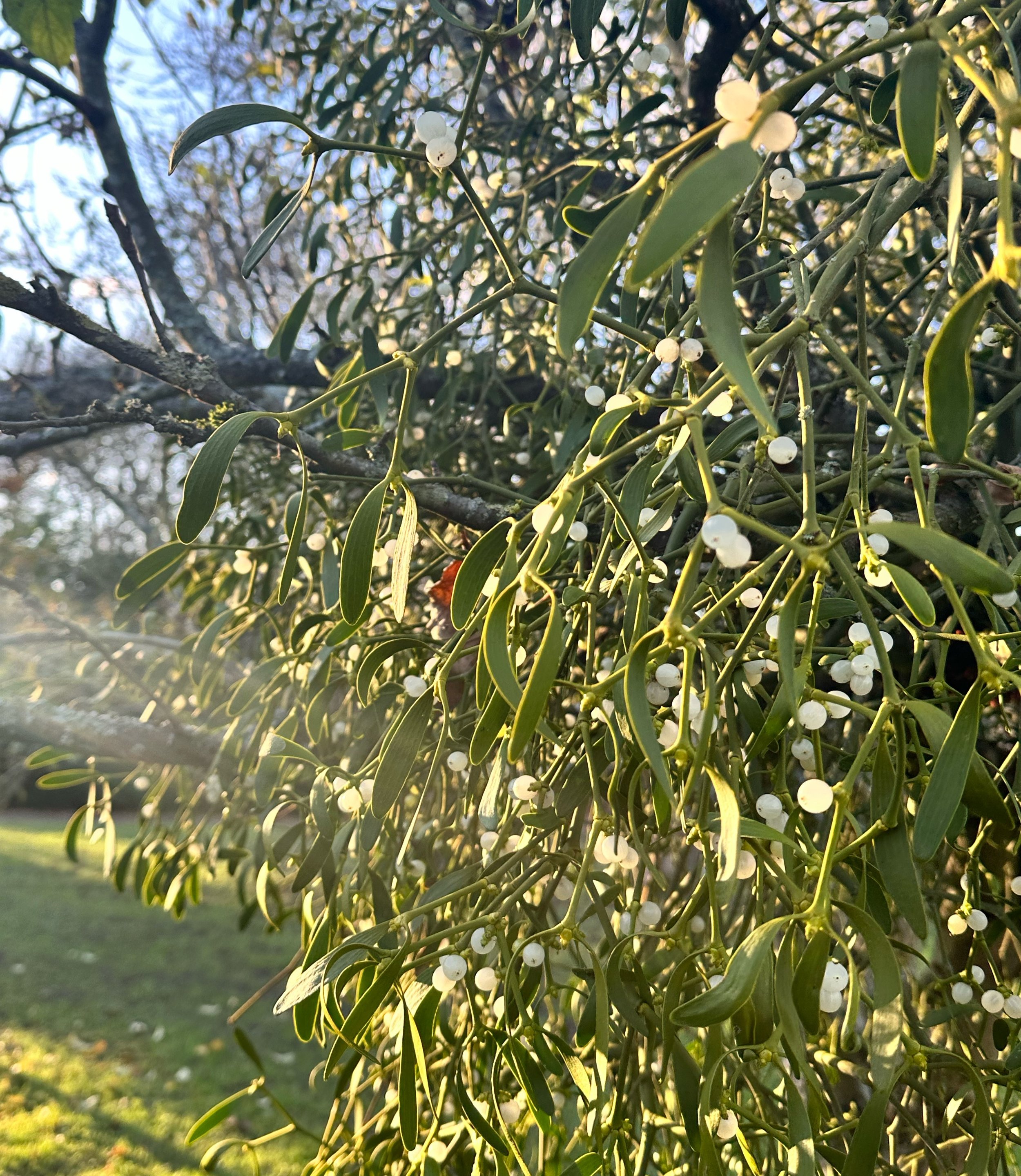 Close-up of a mistletoe with green leaves and small white berries, illuminated by sunlight with a blurred background of grass and trees.