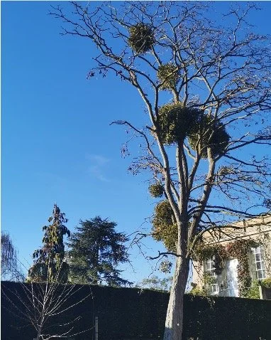 Tall Robinia tree with mistletoes and sparse branches against a bright blue sky, with a building partially visible in the background.