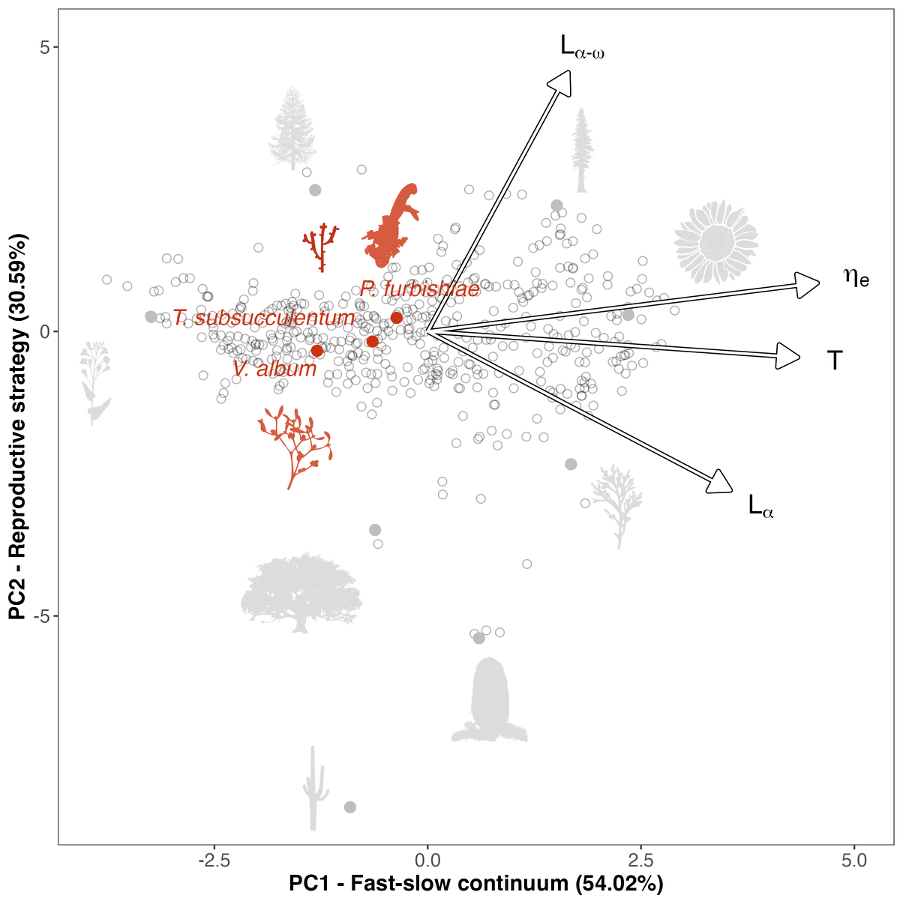 A life history PCA plot with tree and plant silhouettes in the background, showing data points and vectors labeled L_{alpha-omega}, eta_{e}, T, and L_{alpha}.