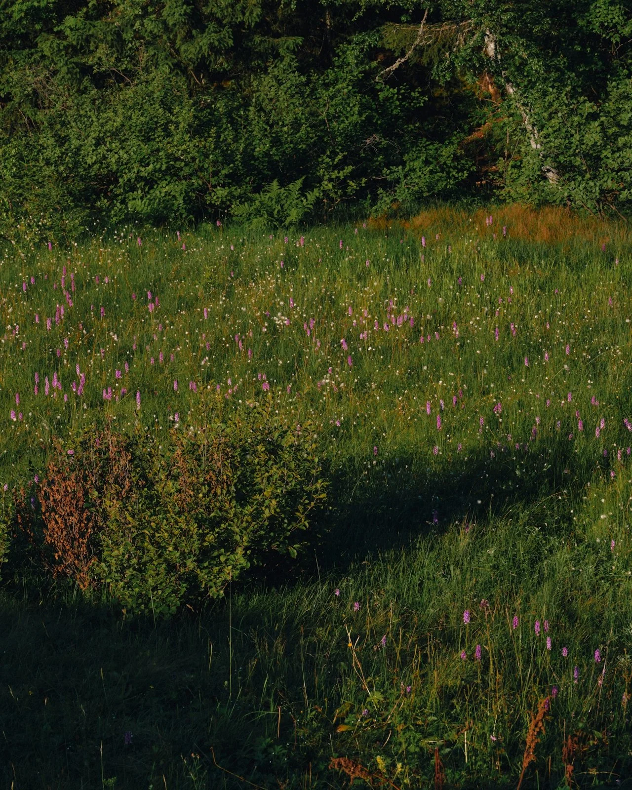 A lush green meadow with tall grass and pink wildflowers, bordered by dense trees and shrubs.