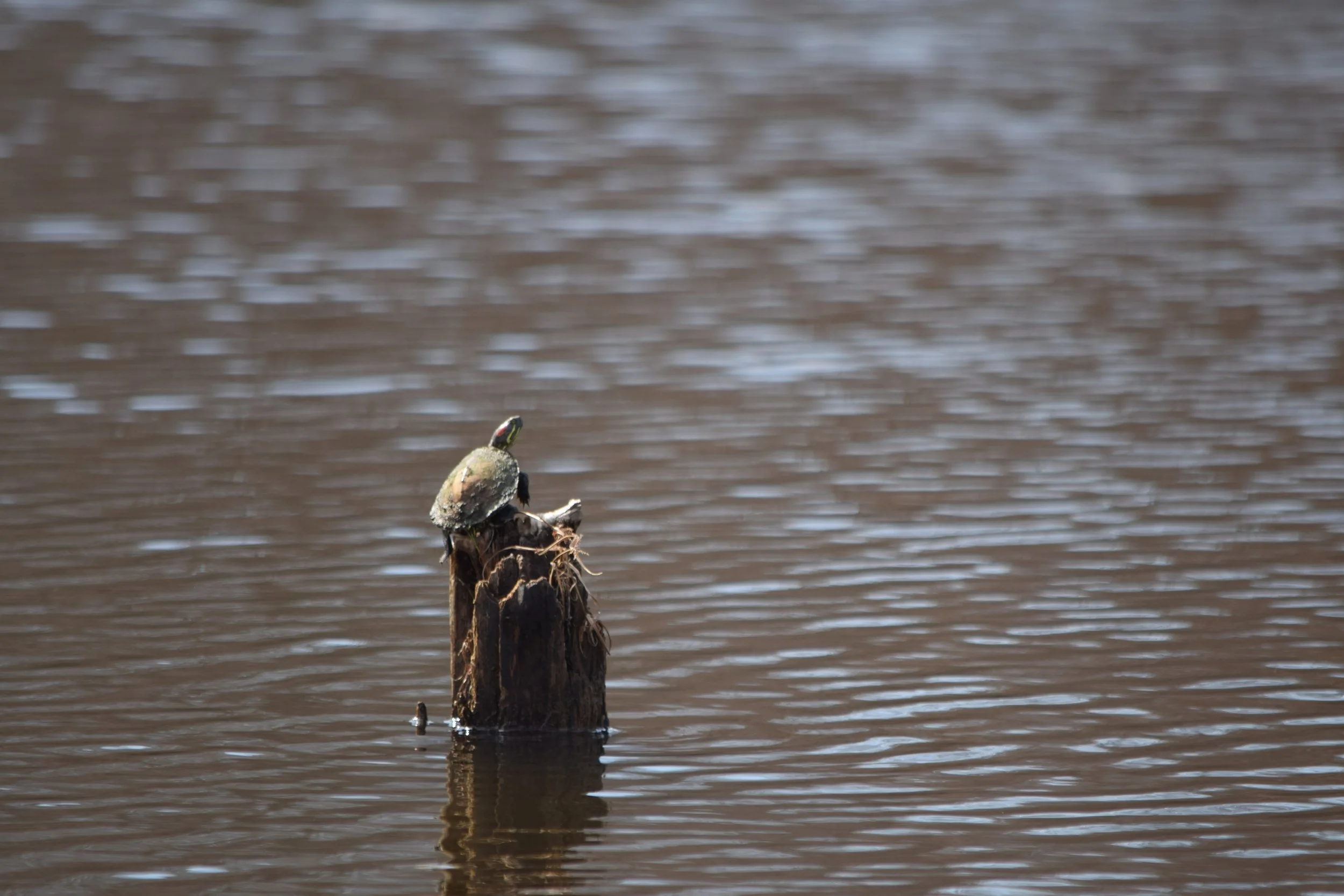 What to Expect on Your First Kayak Trip.