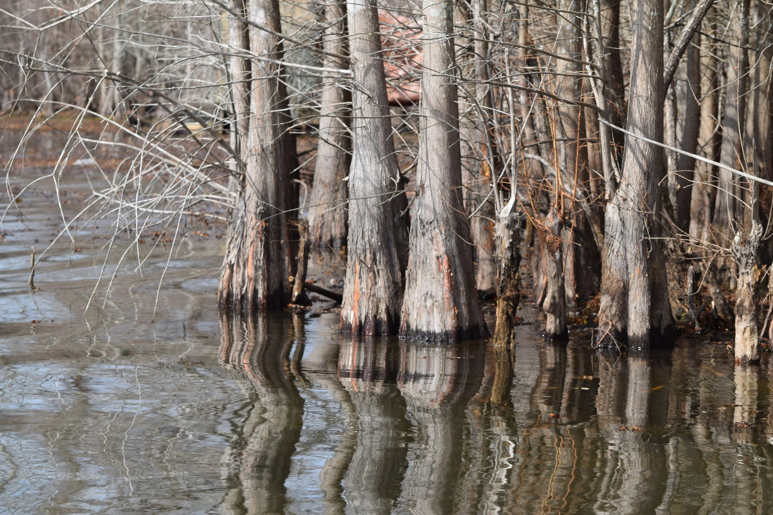 Top 5 Kayaking Safety Tips for Cypress Black Bayou