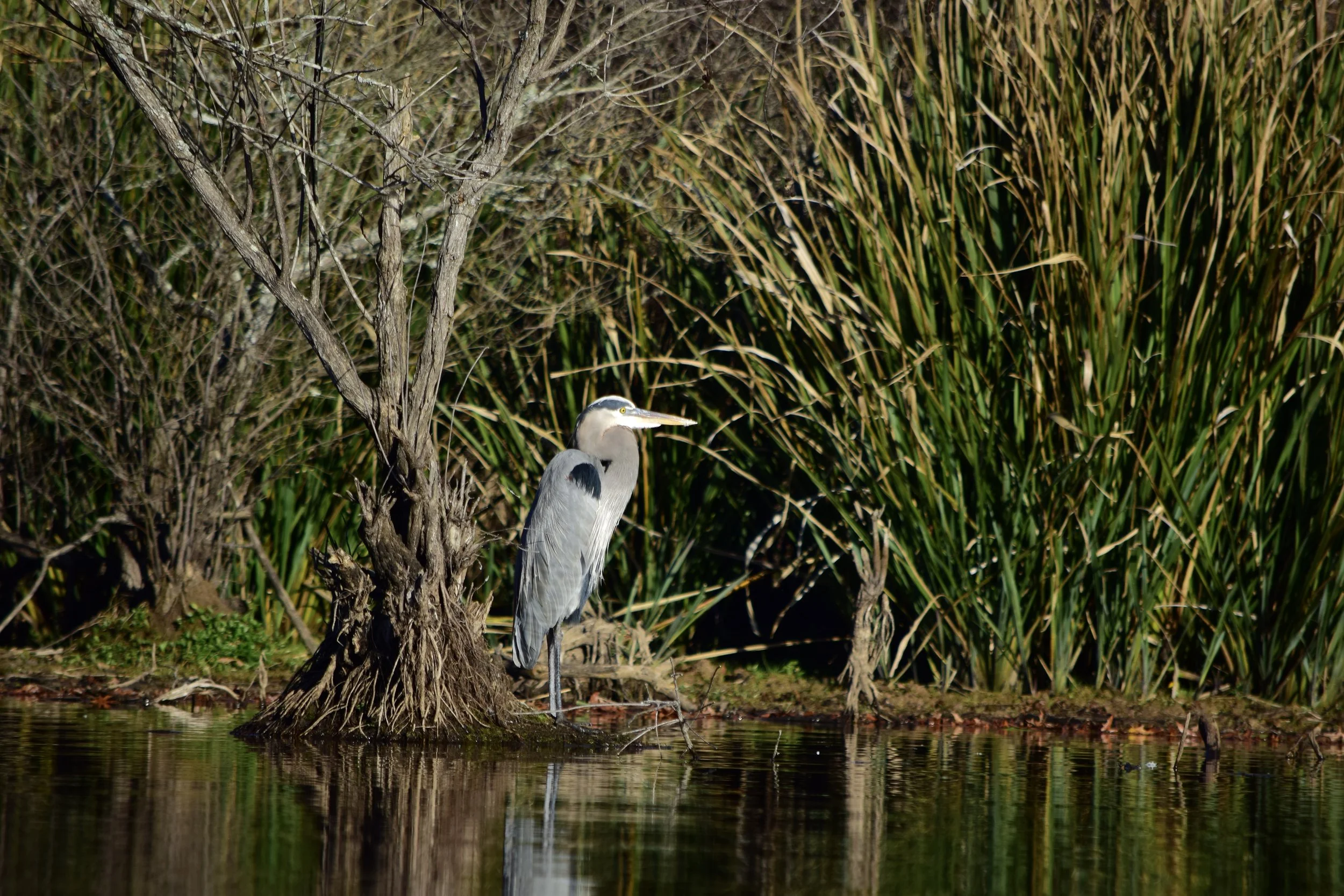 A heron standing at the edge of a body of water near tall grass and a small tree.