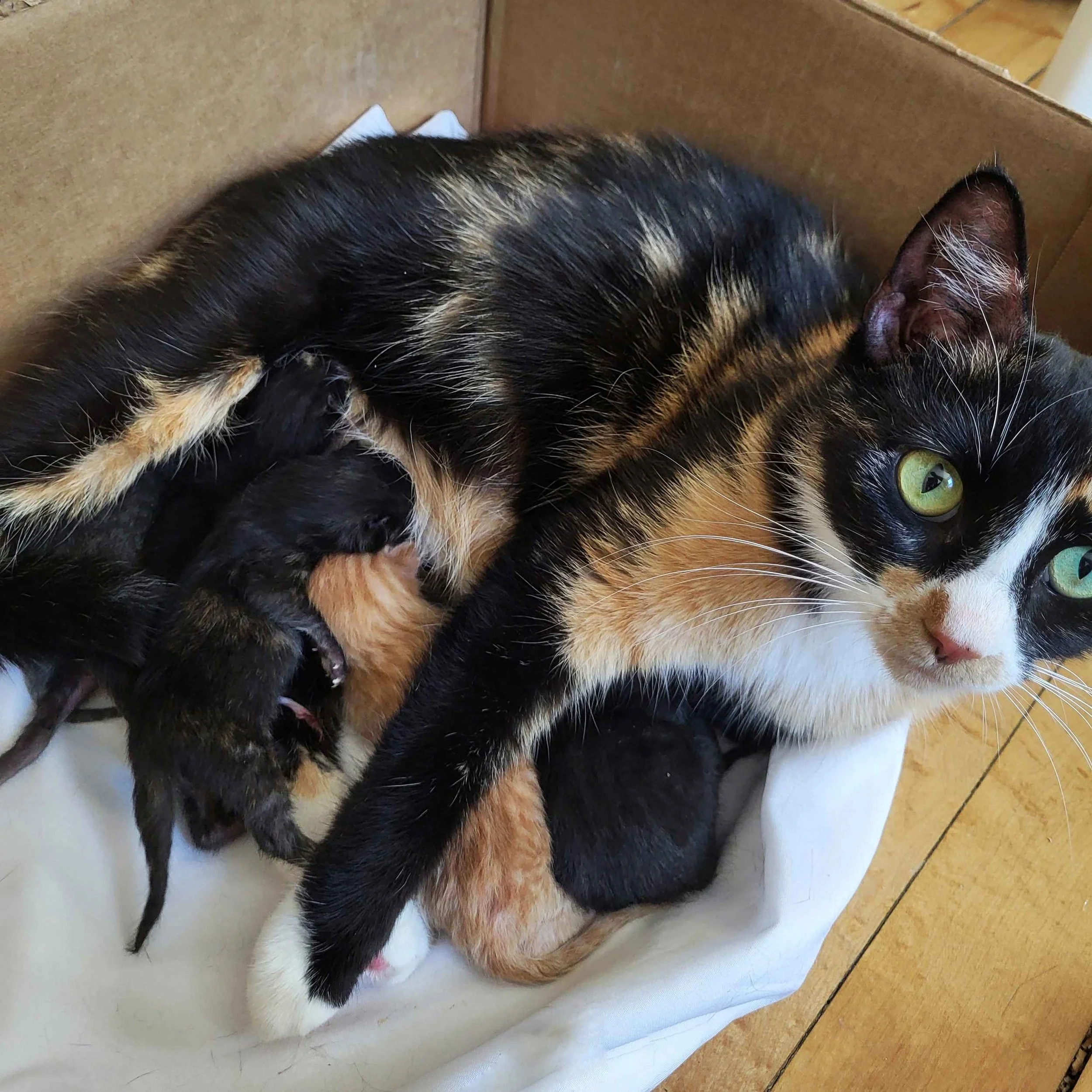 Kittens are born!