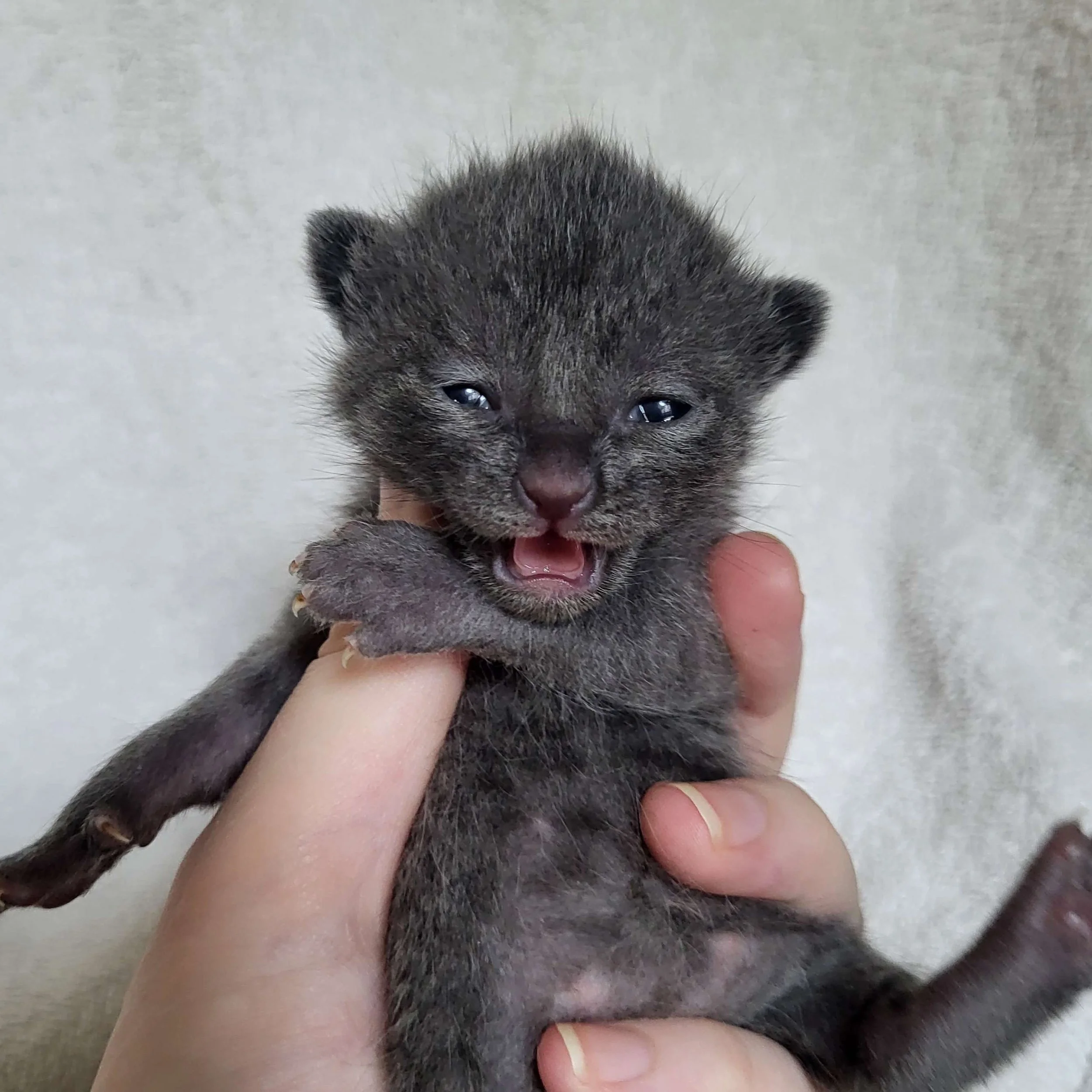 Focaccia, 1 week old