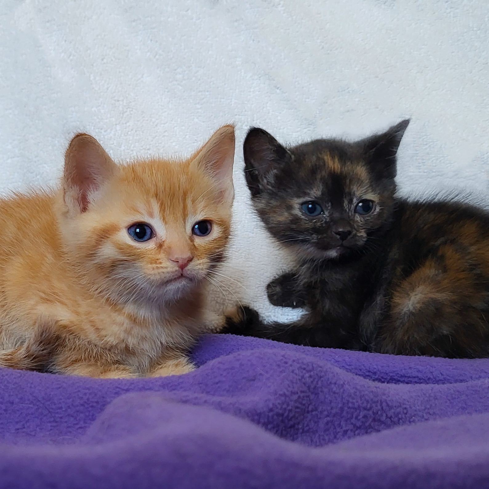 Bing (left), Rye (right)