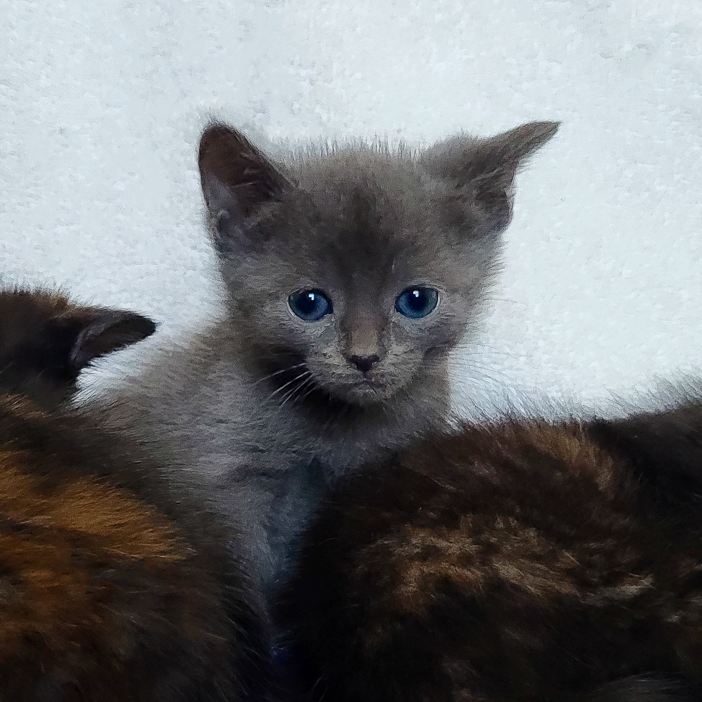 Rye (left), Focaccia (center), Pumpernickel (right)