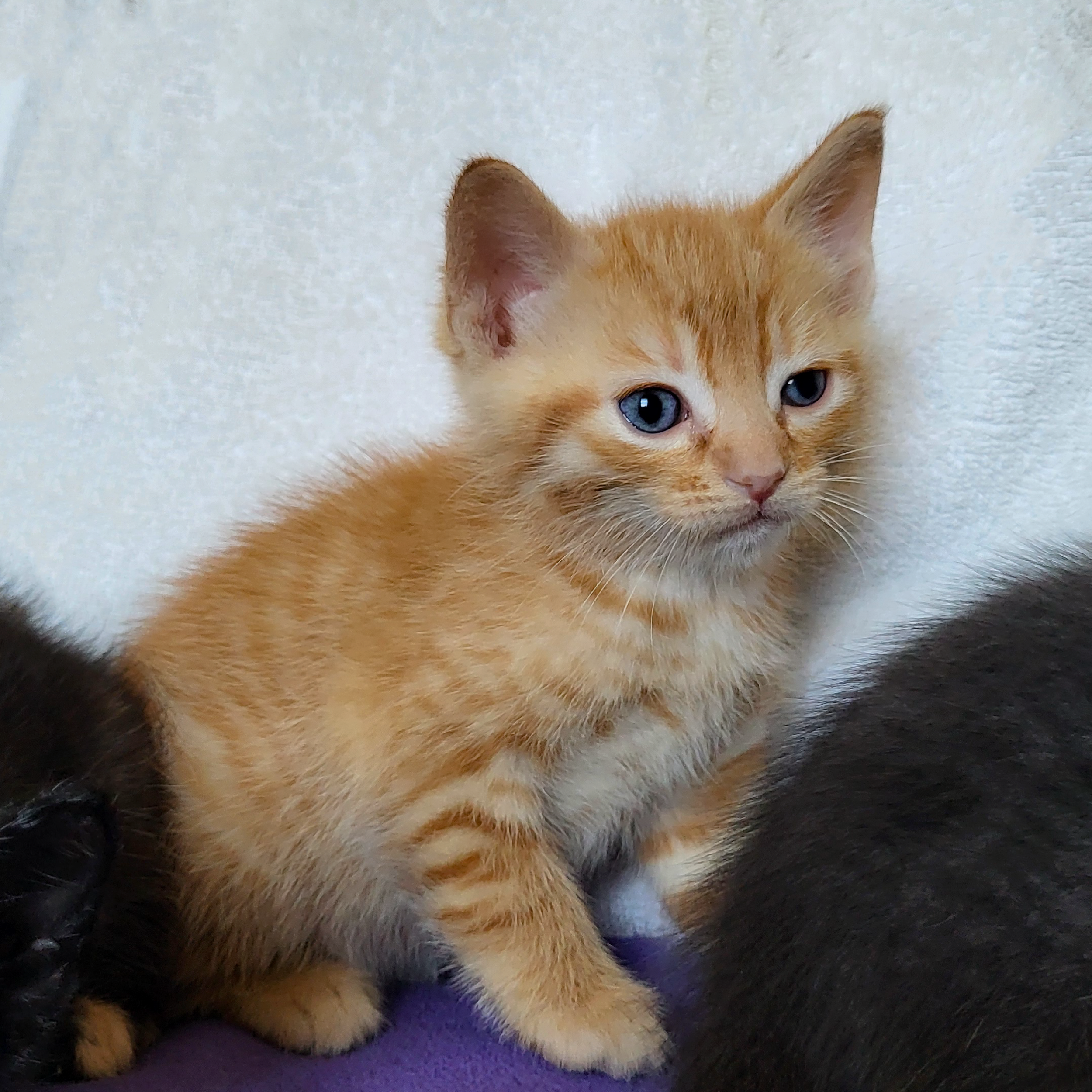Pumpernickel (left), Bing (center), Roti (right)
