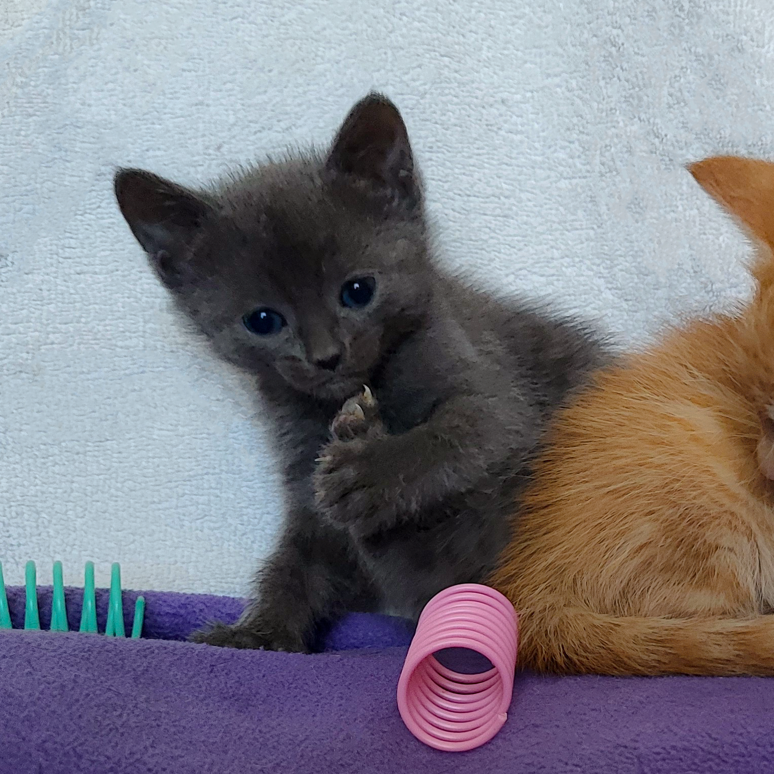Focaccia (center), Bing (right)