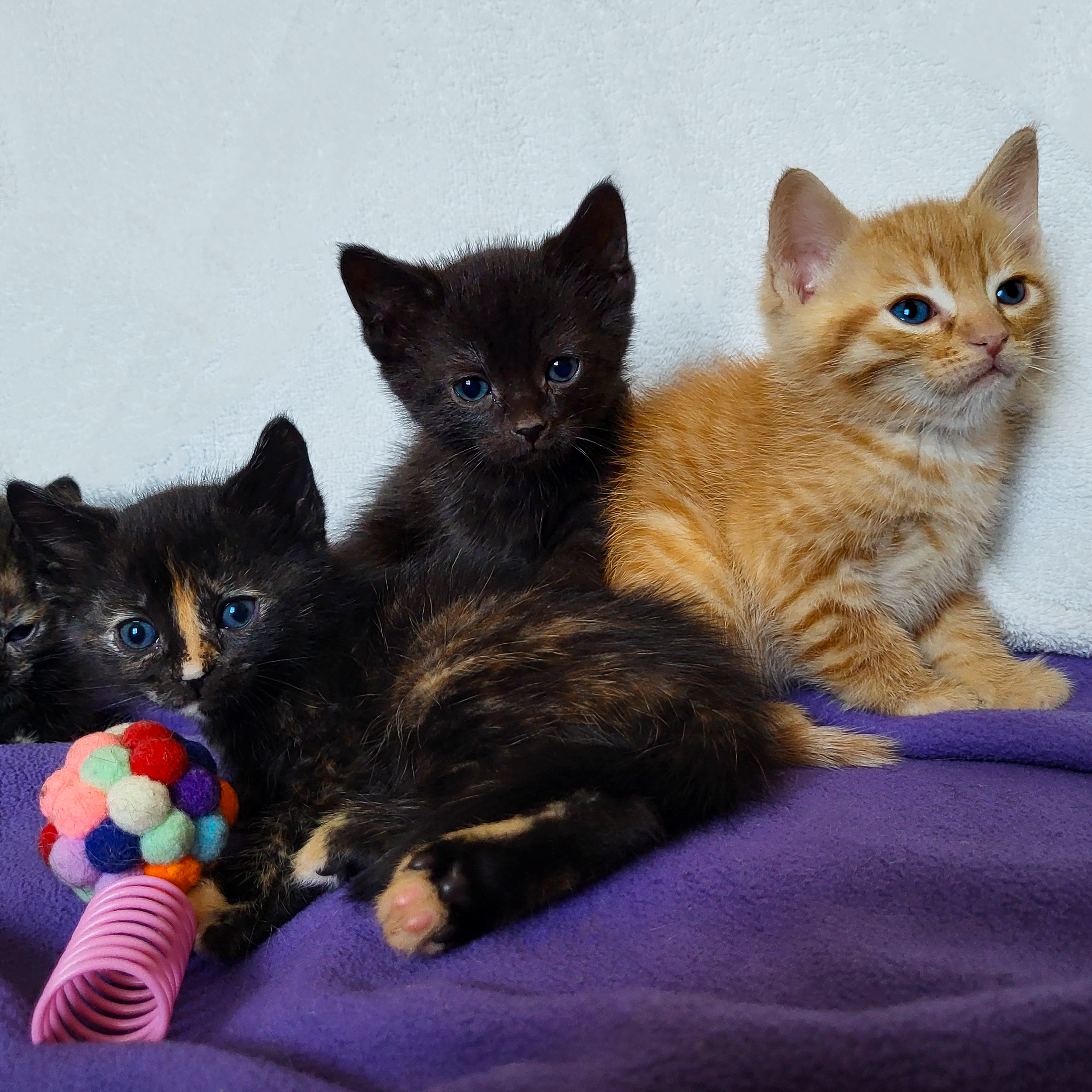 Rye (far left), Pumpernickel (left), Roti (center), Bing (right)