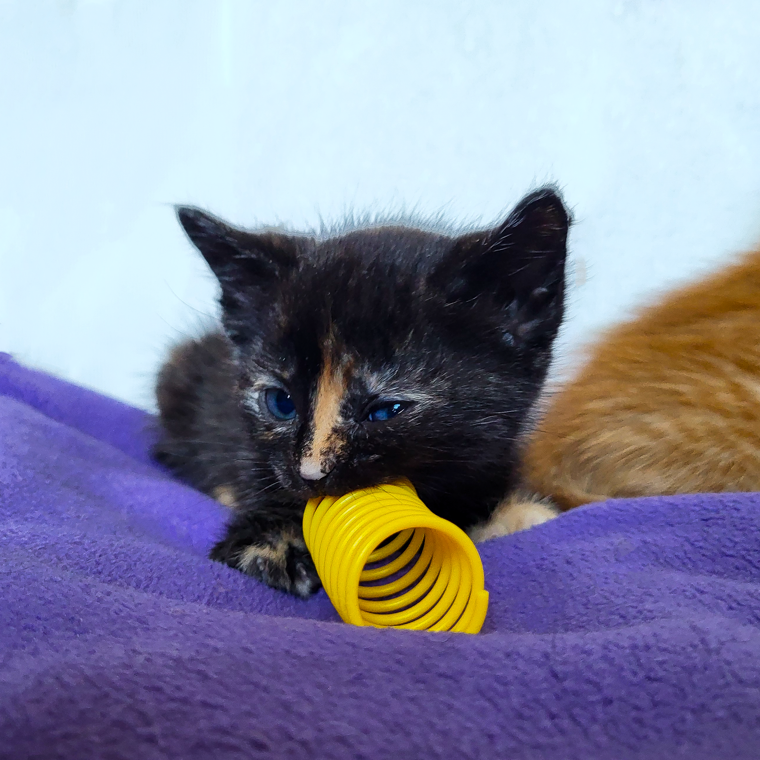 Pumpernickel (center), Bing (right)