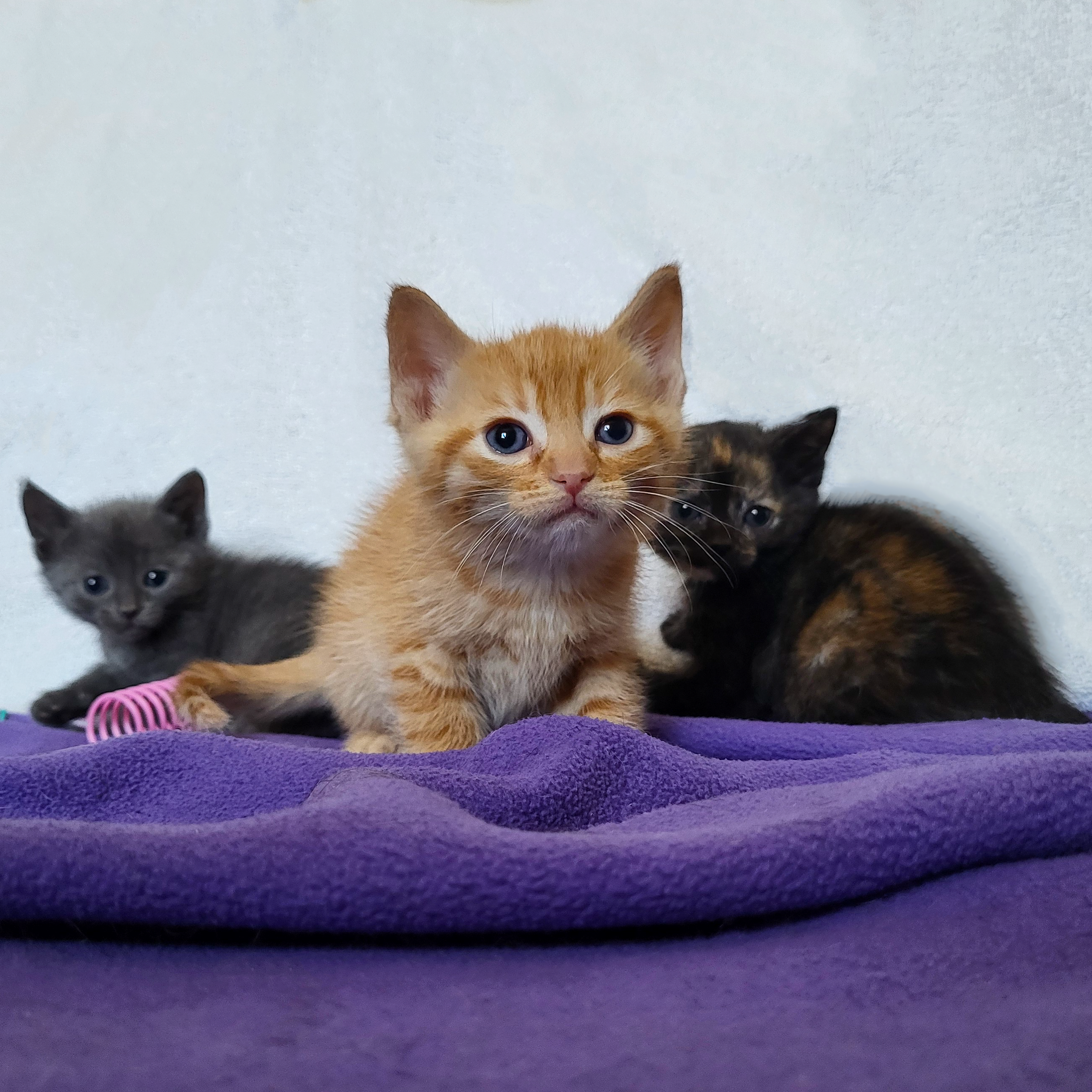 Focaccia (left), Bing (center), Rye (right)
