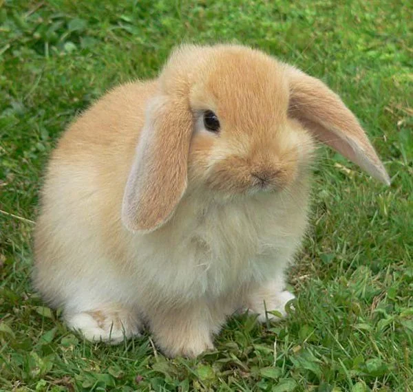 A small, fluffy tan-colored bunny with long floppy ears sitting on green grass.