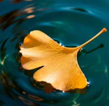 Une feuille de ginkgo flottant dans l'eau.