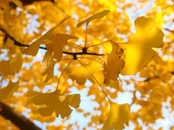 Feuilles jaunes d'automne sur une branche avec un ciel bleu en arrière-plan.