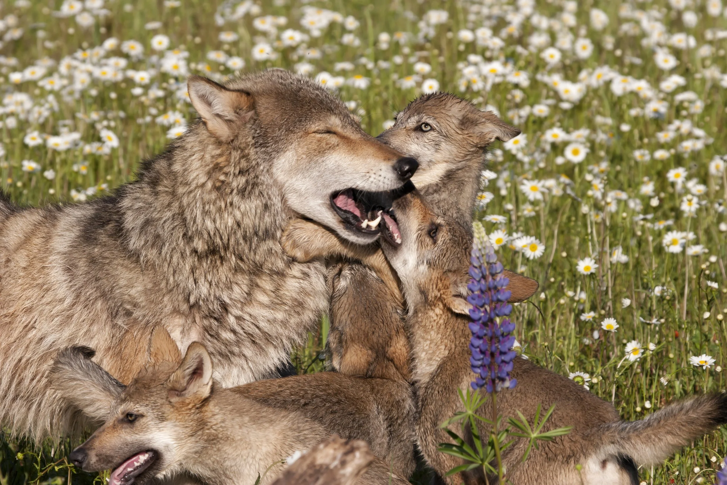 Group of wolves resting in a field of daisies and purple flowers.