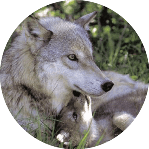 Close-up of a wolf lying in grass with greenery in the background.