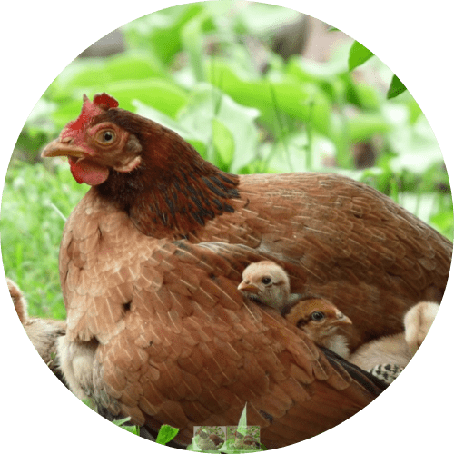 A mother hen with two chicks in a green outdoor setting.